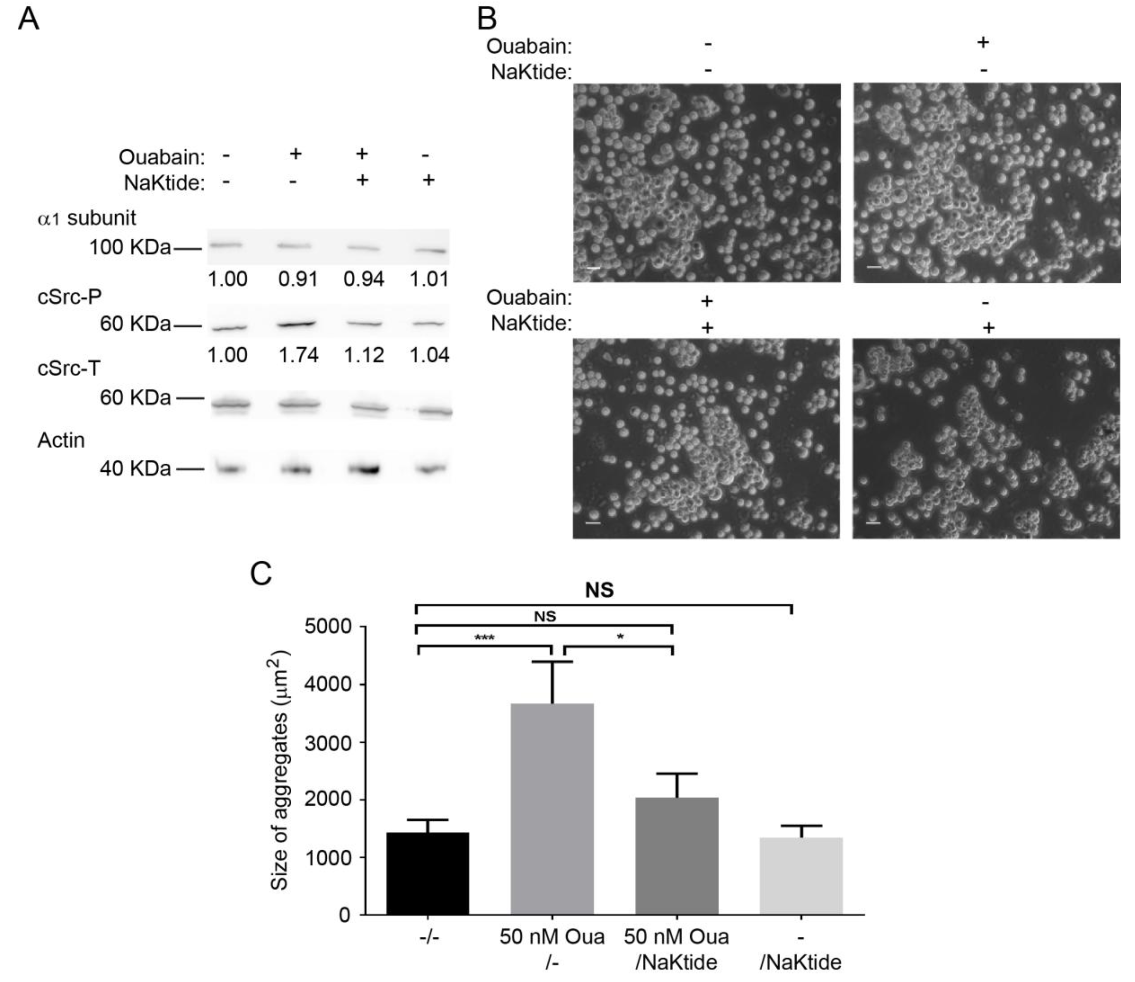 Ijms 20 02111 g006 Ijms 20 02111 g006
