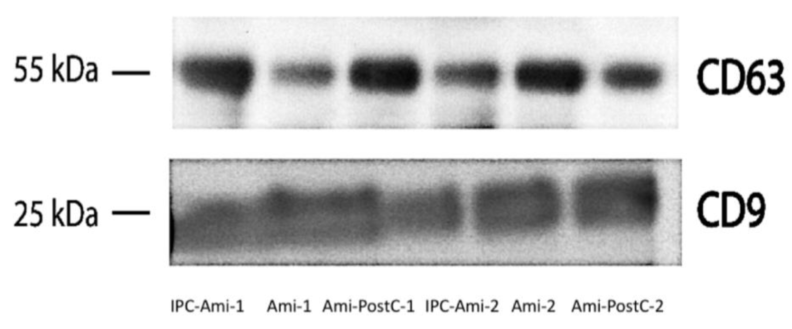 Ijms 20 02140 g005