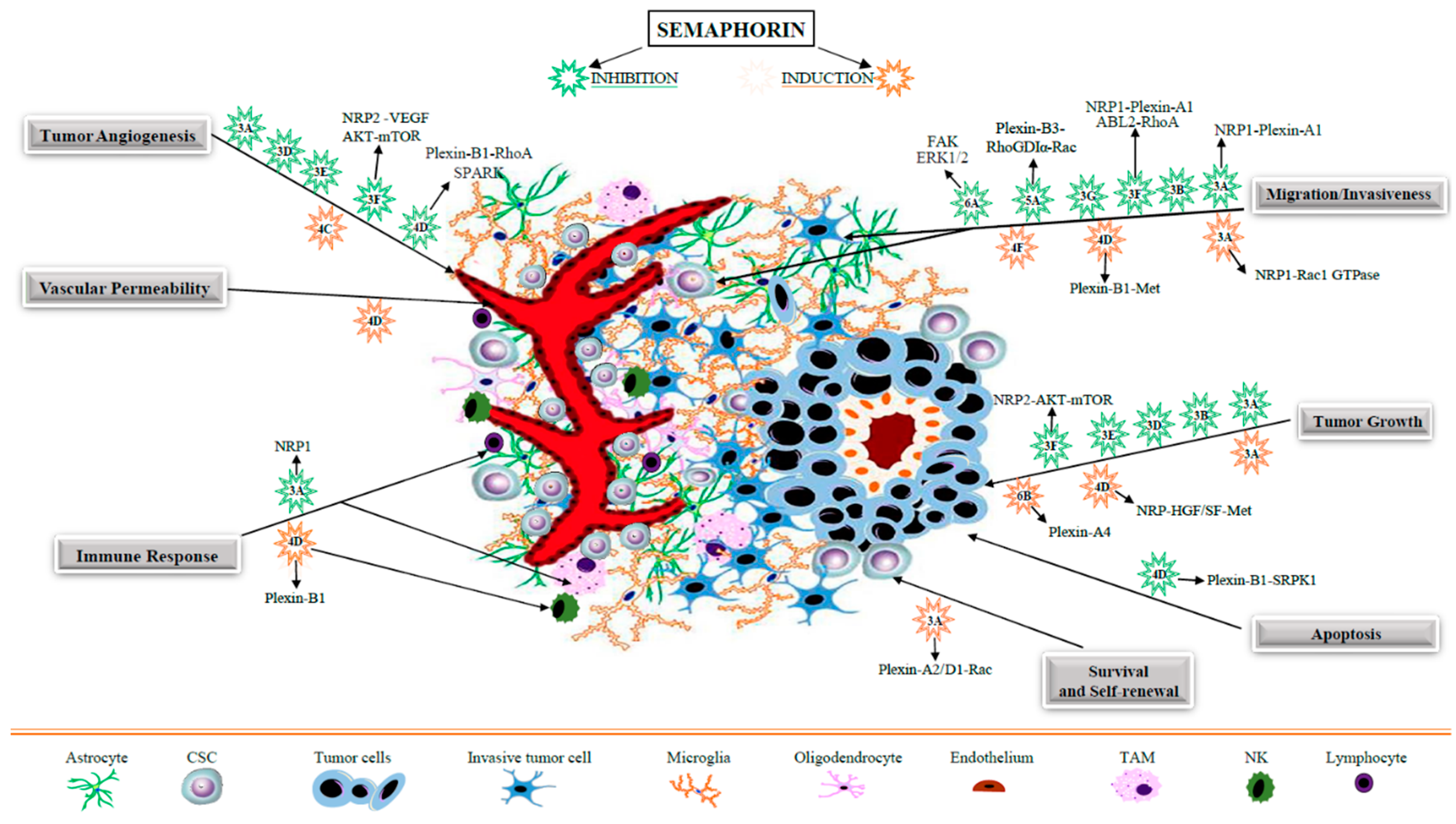 Ijms 20 02144 g002 Ijms 20 02144 g002