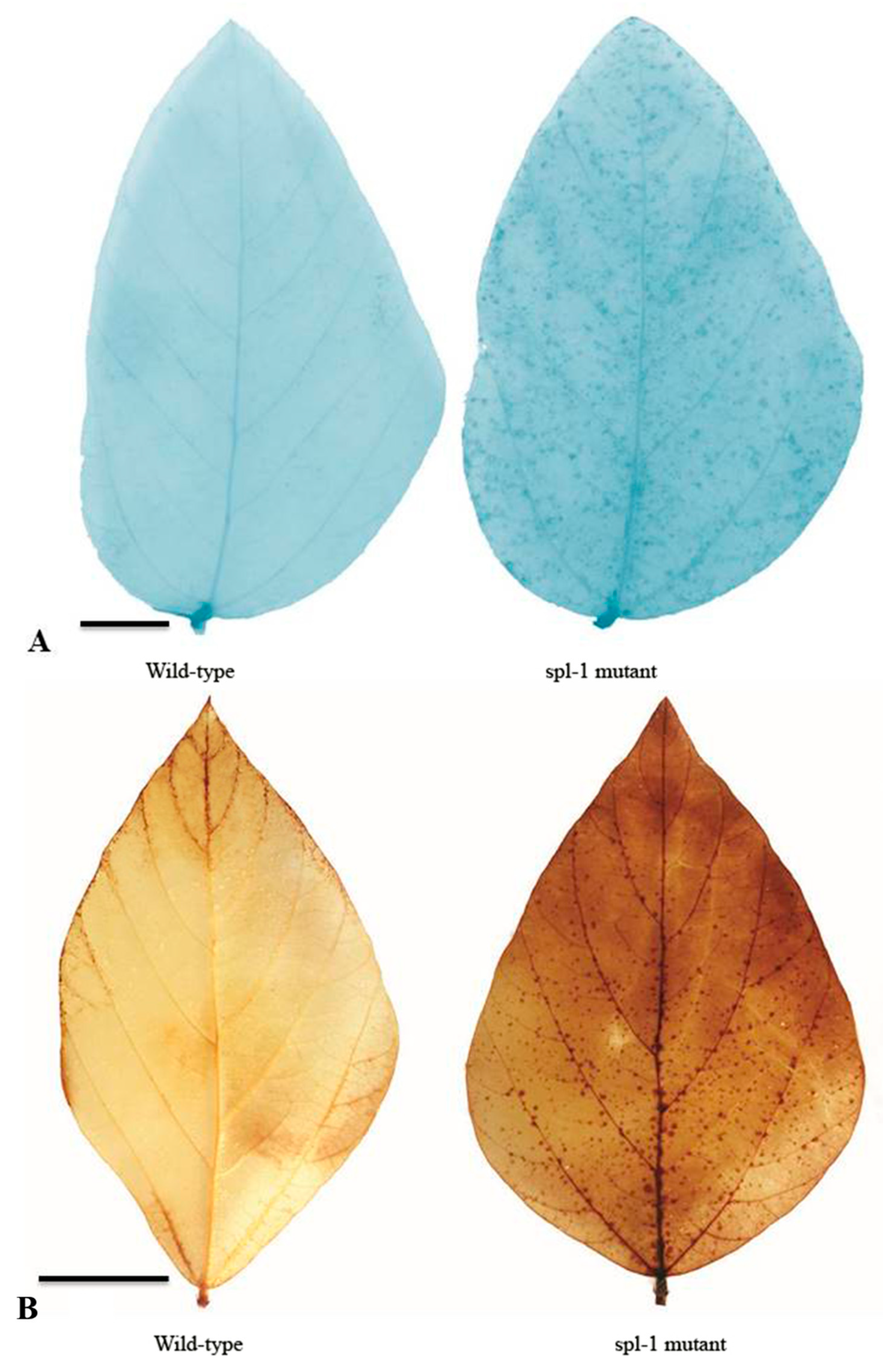 Ijms 20 02193 g004 Ijms 20 02193 g004