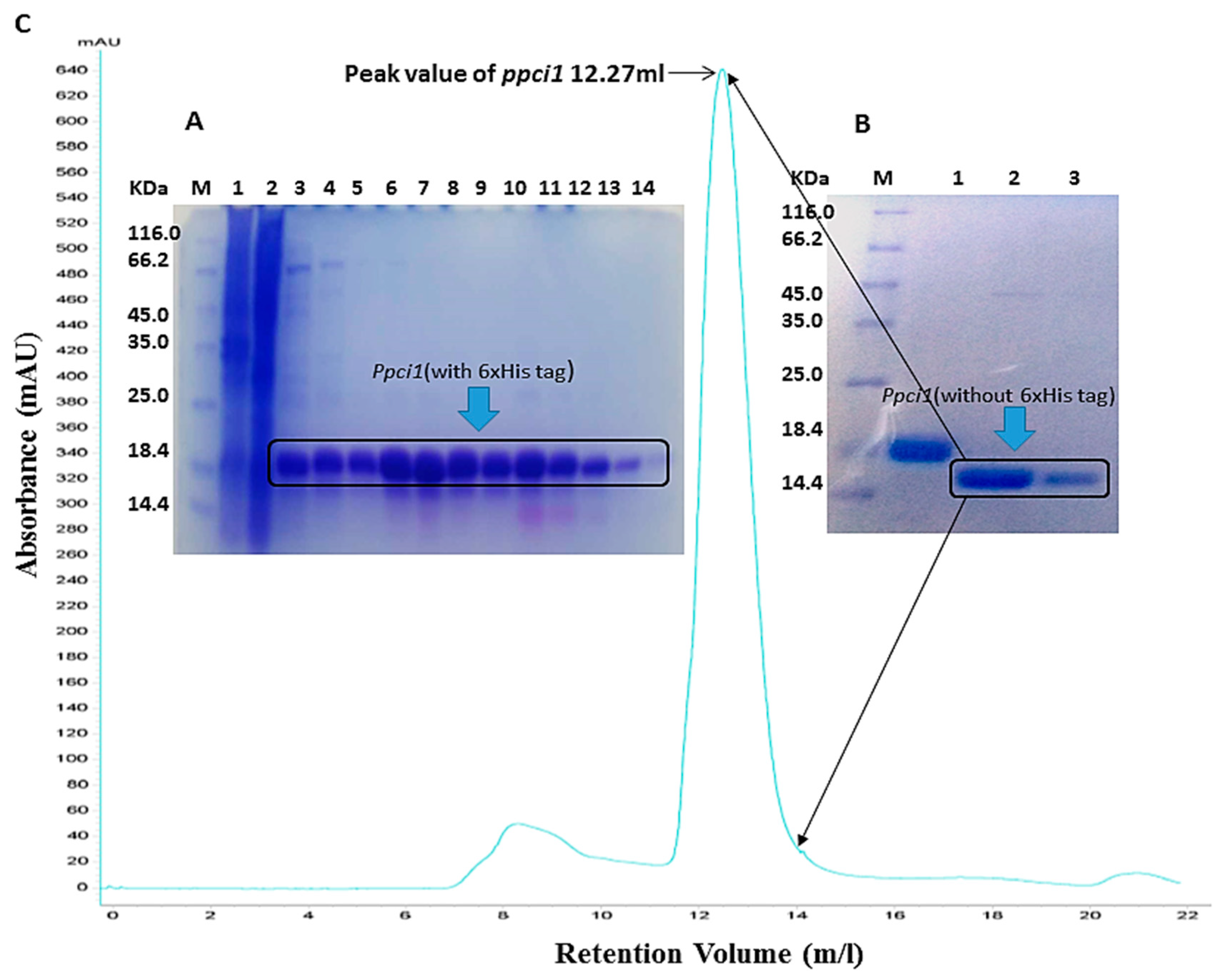 Ijms 20 02206 g002 Ijms 20 02206 g002