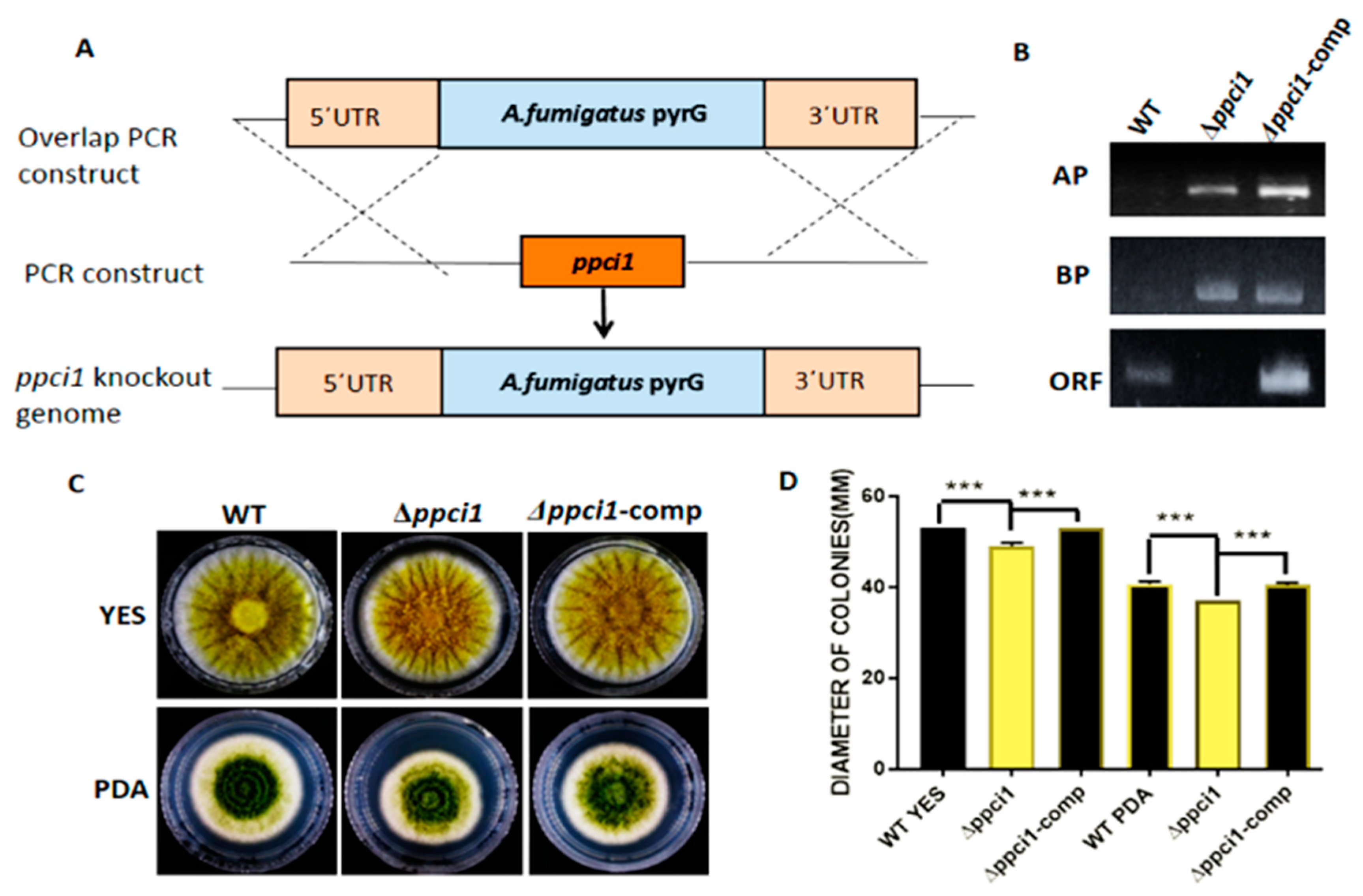 Ijms 20 02206 g006 Ijms 20 02206 g006