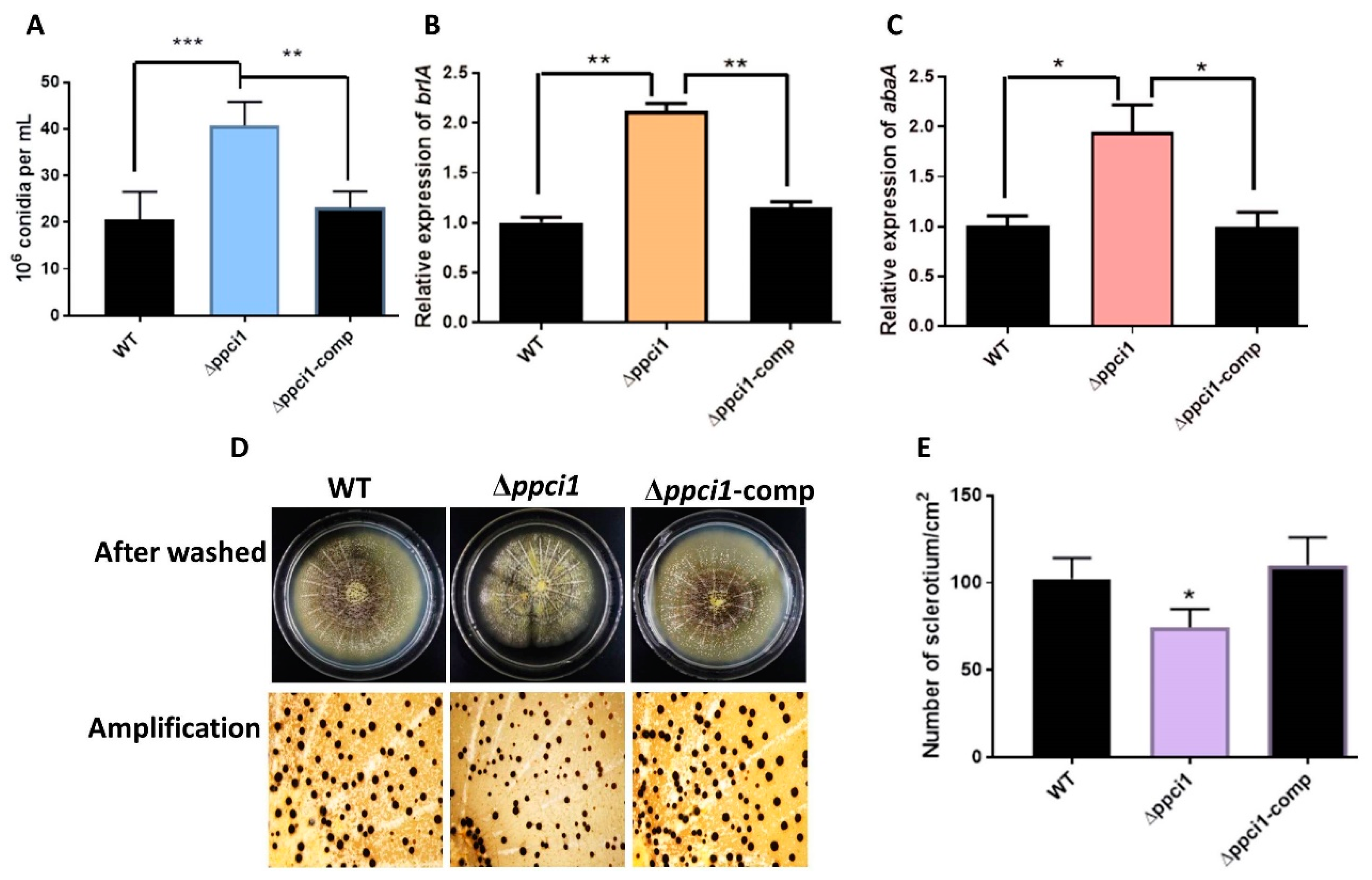 Ijms 20 02206 g008 Ijms 20 02206 g008