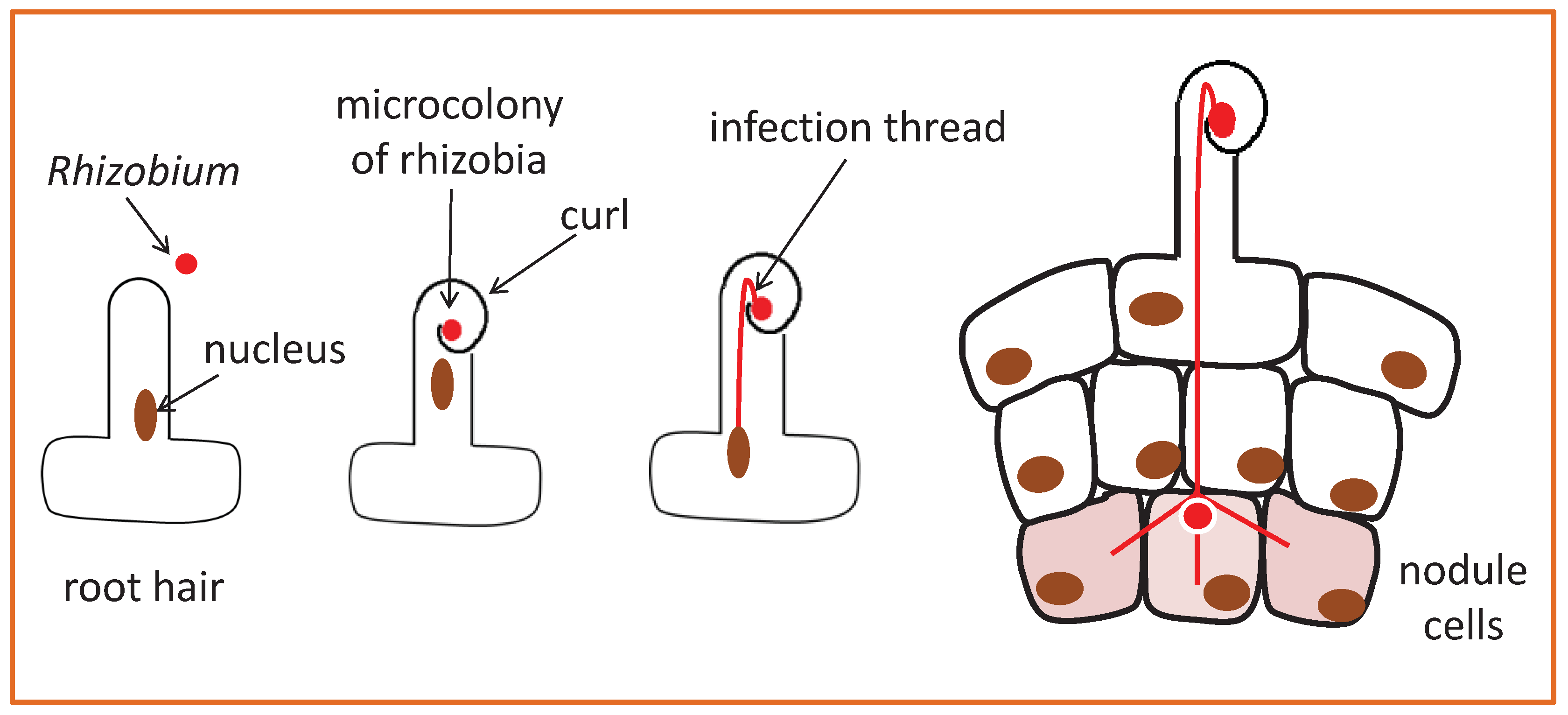 Ijms 20 02245 g001 Ijms 20 02245 g001