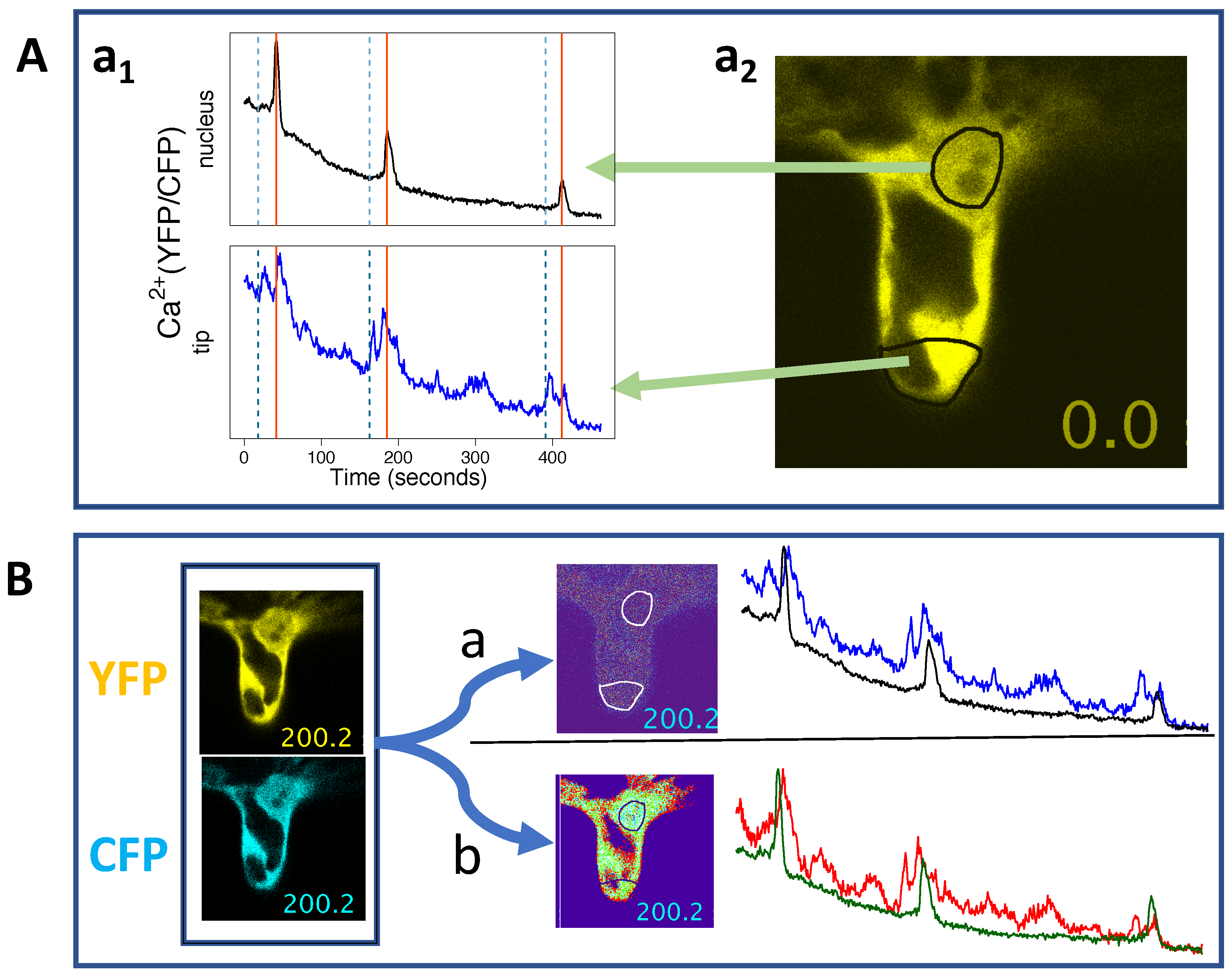 Ijms 20 02245 g006 Ijms 20 02245 g006