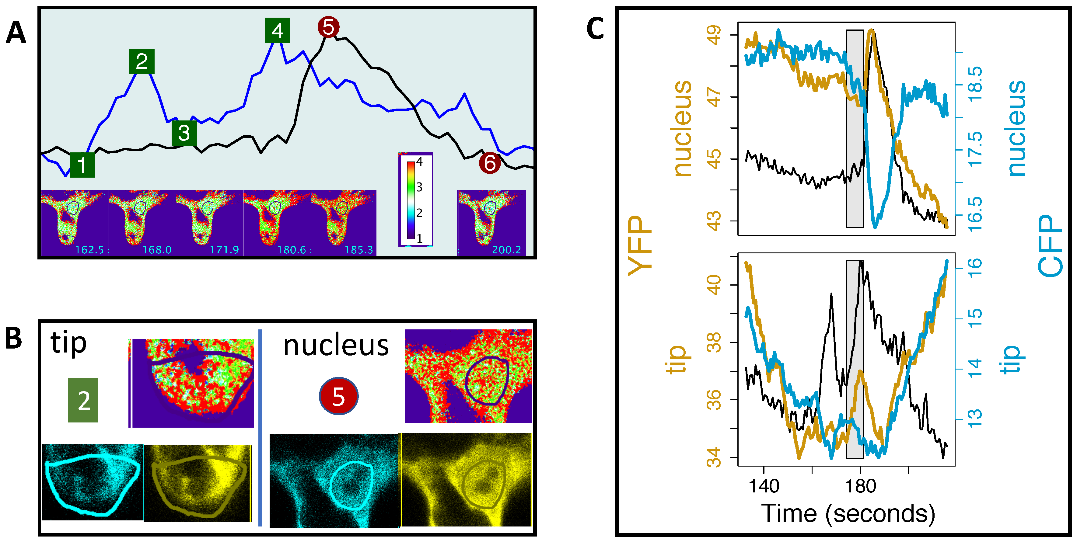 Ijms 20 02245 g007 Ijms 20 02245 g007