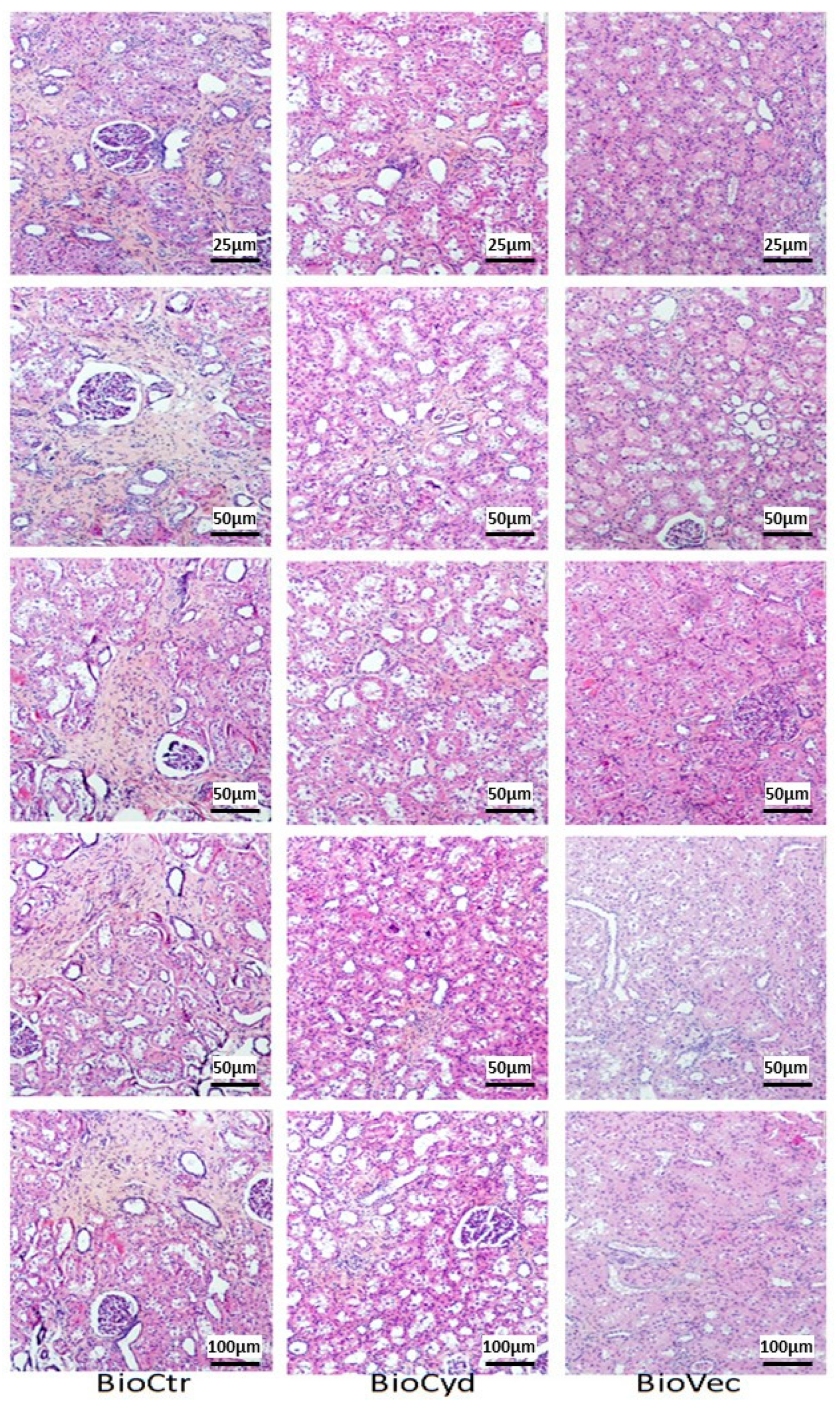 Ijms 20 02268 g007 Ijms 20 02268 g007