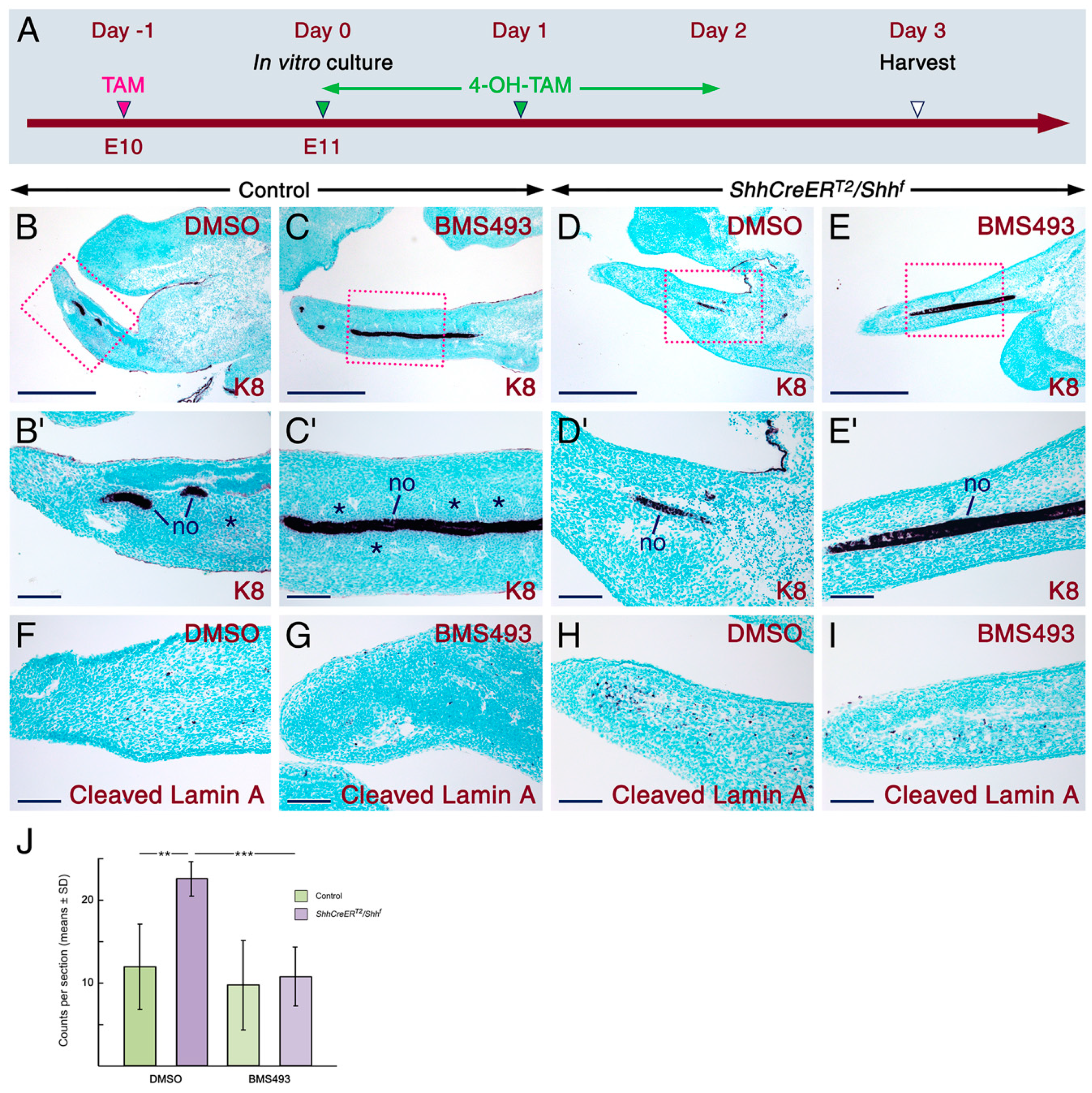 Ijms 20 02275 g003 Ijms 20 02275 g003