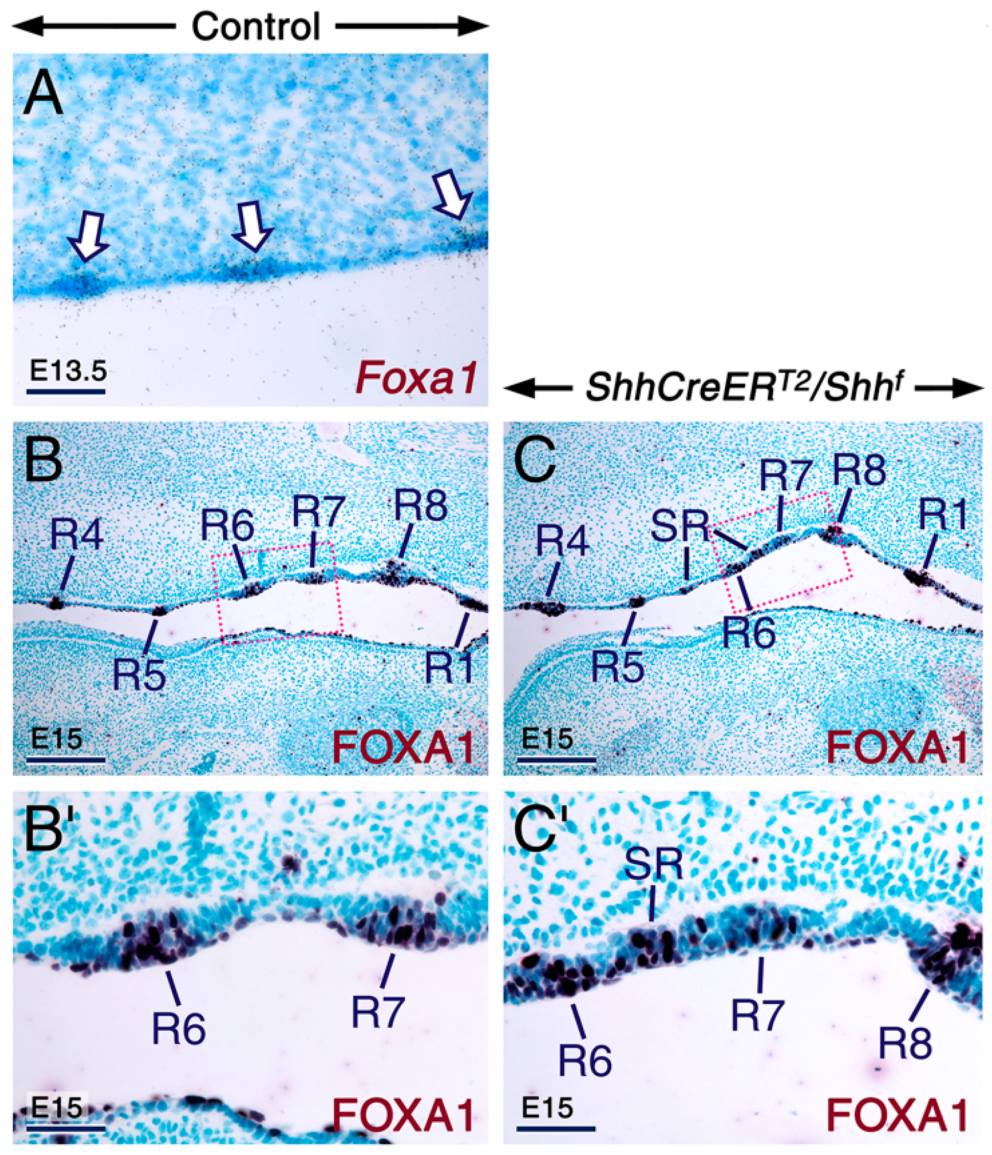 Ijms 20 02275 g005 Ijms 20 02275 g005