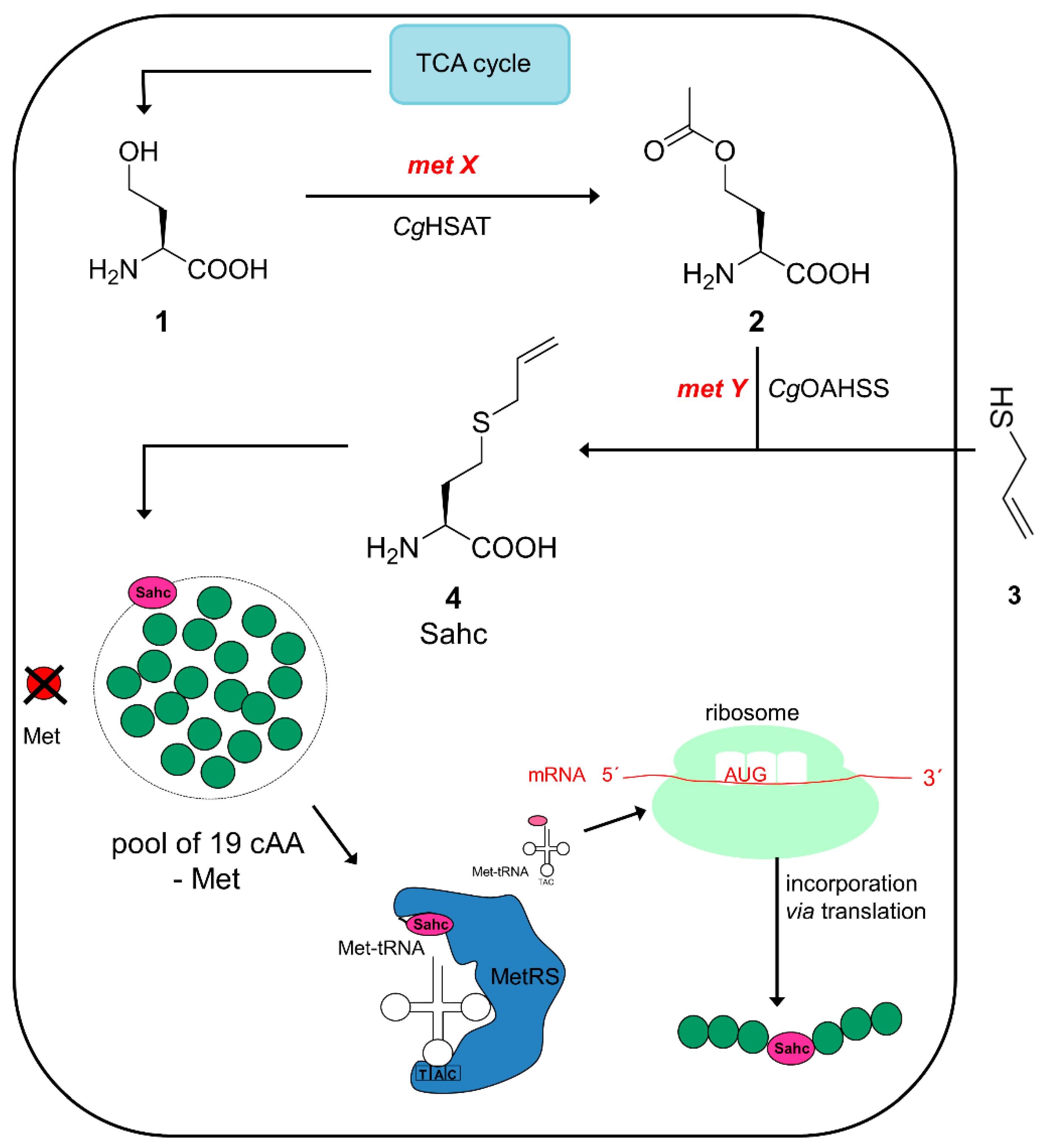 Ijms 20 02299 sch002