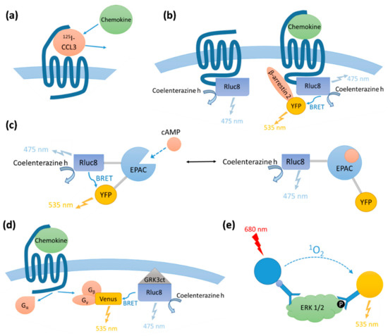 Ijms 20 02417 g0a2 550