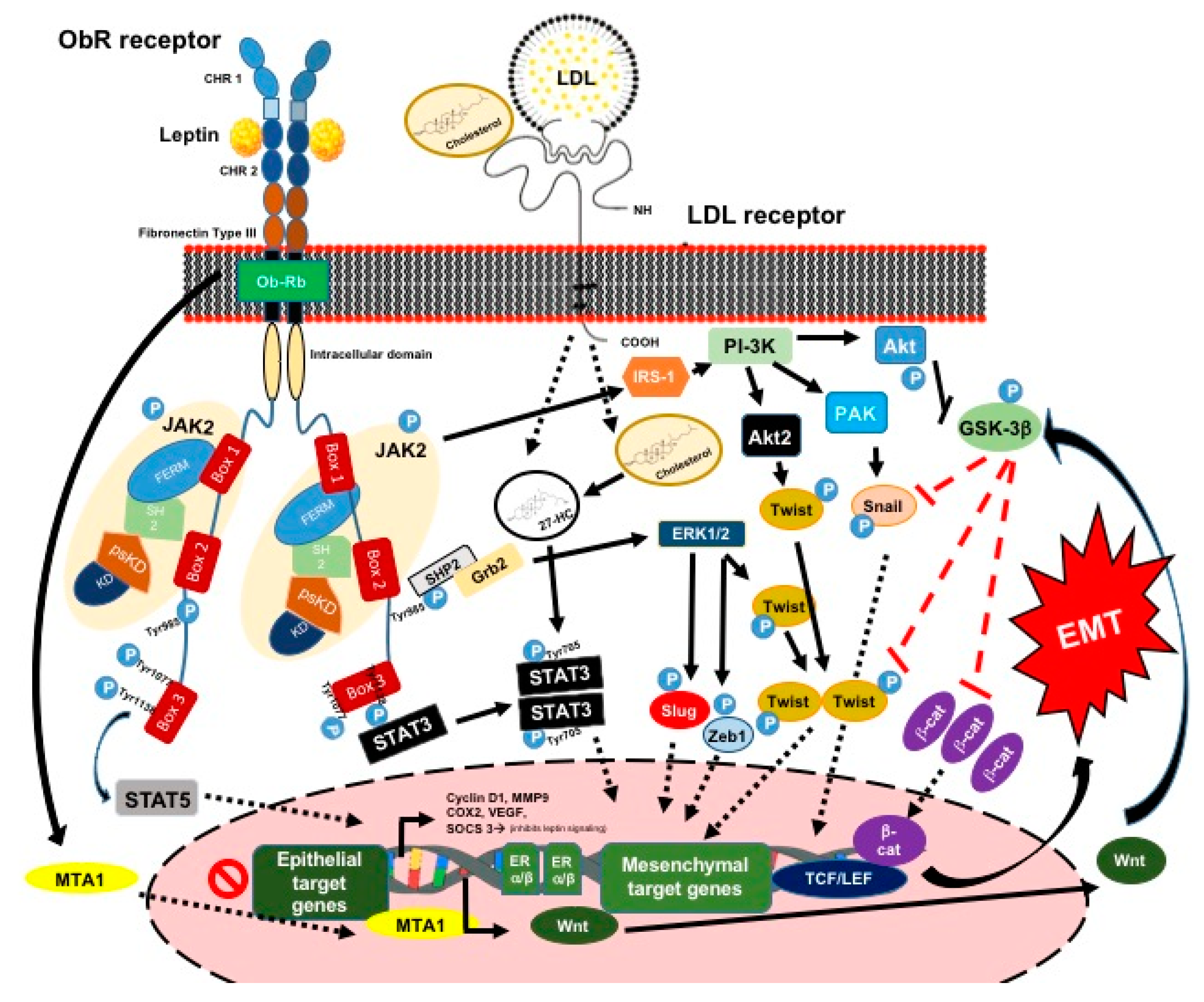 Ijms 20 02466 g003