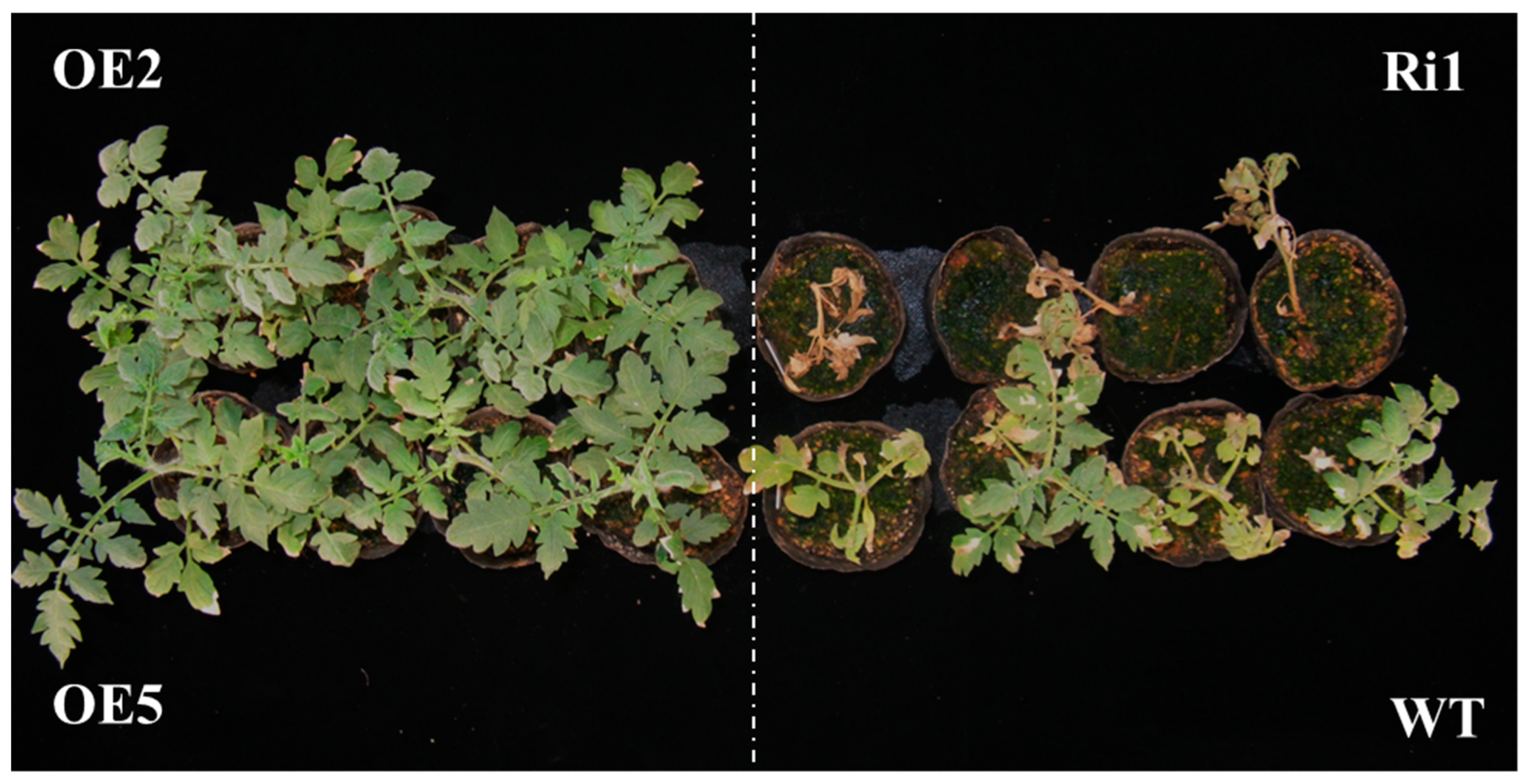 Ijms 20 02478 g005 Ijms 20 02478 g005