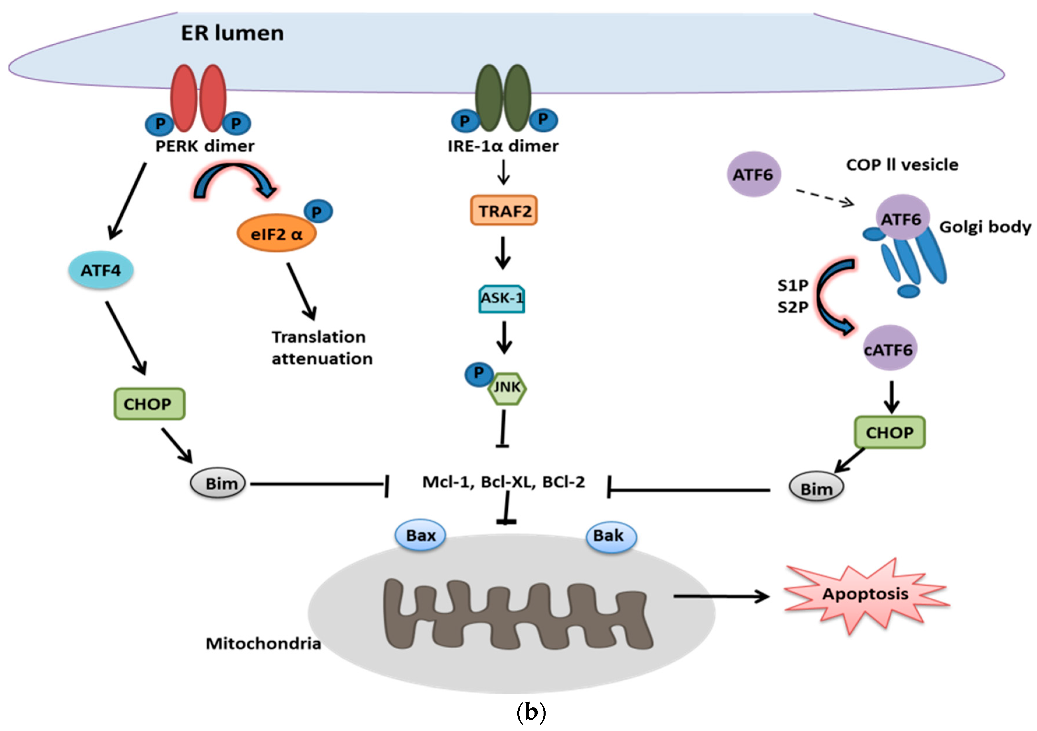Ijms 20 02518 g002b Ijms 20 02518 g002b
