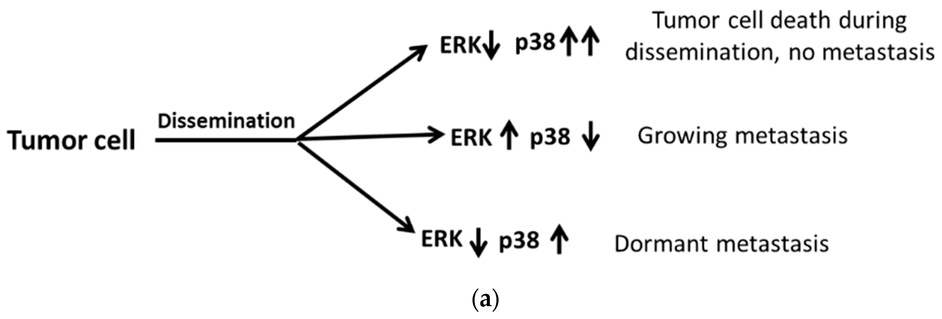 Ijms 20 02518 g003a Ijms 20 02518 g003a