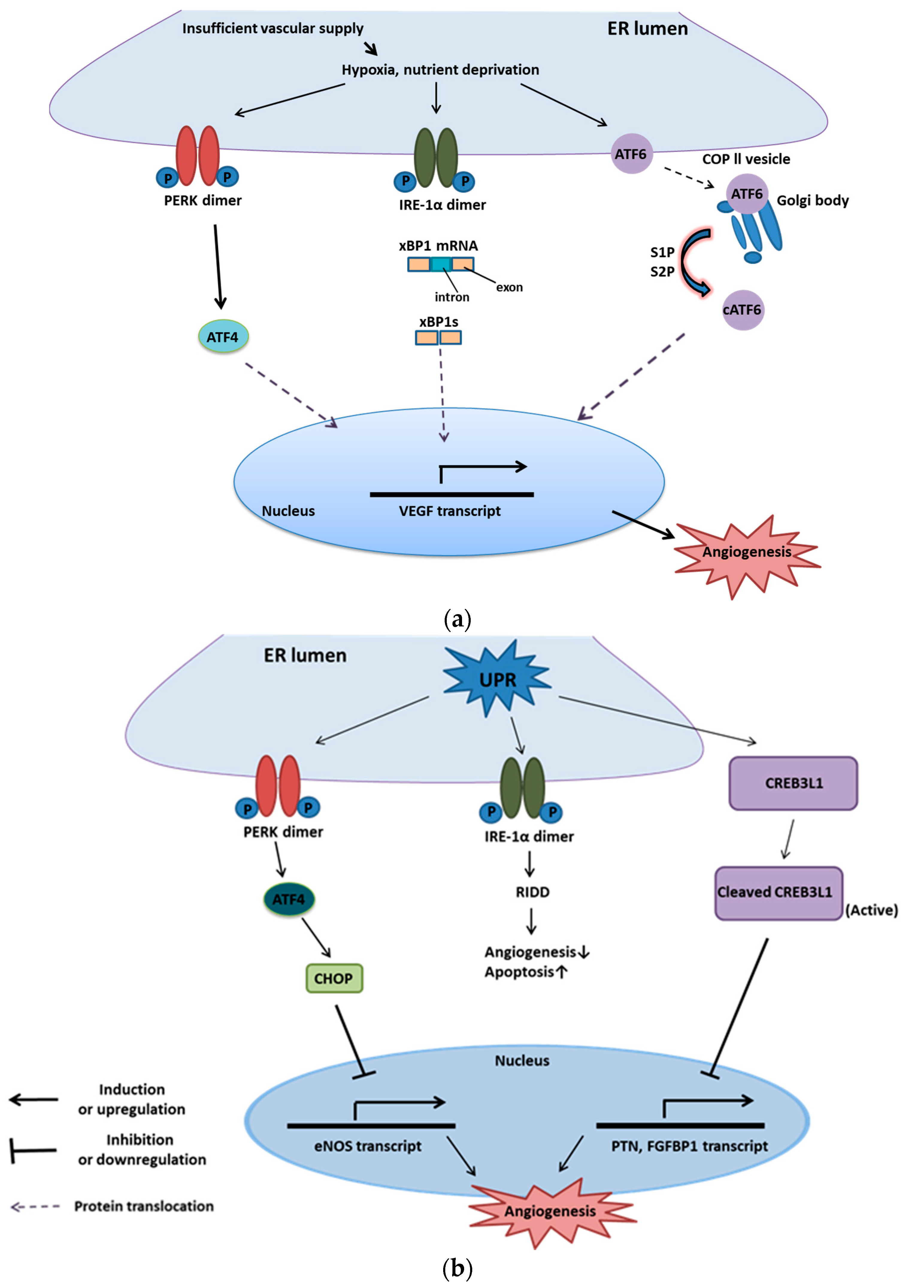 Ijms 20 02518 g005 Ijms 20 02518 g005