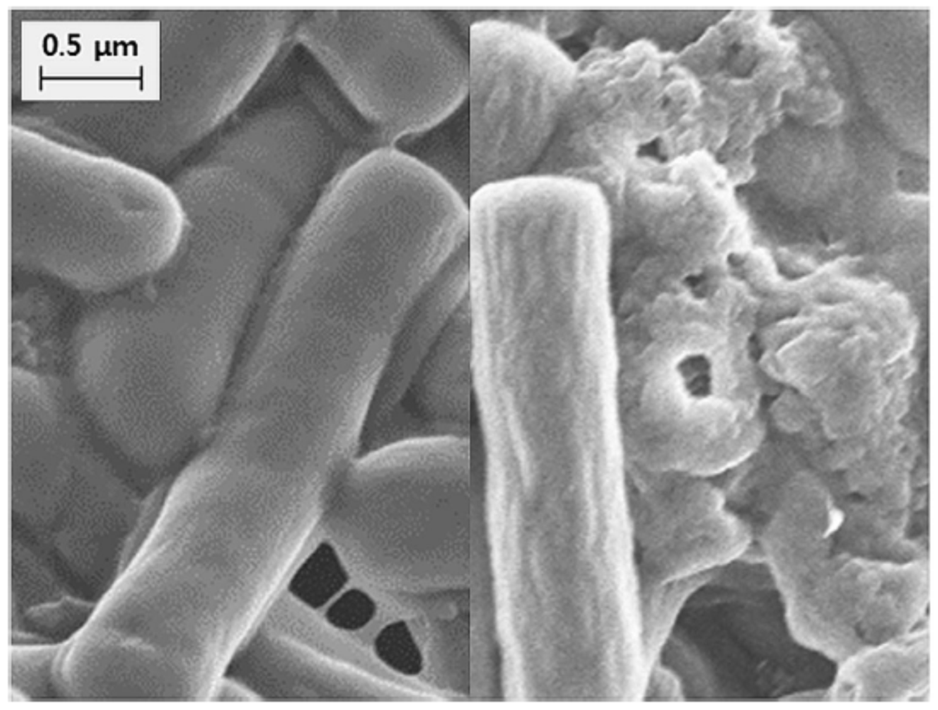 Ijms 20 02534 g002 Ijms 20 02534 g002