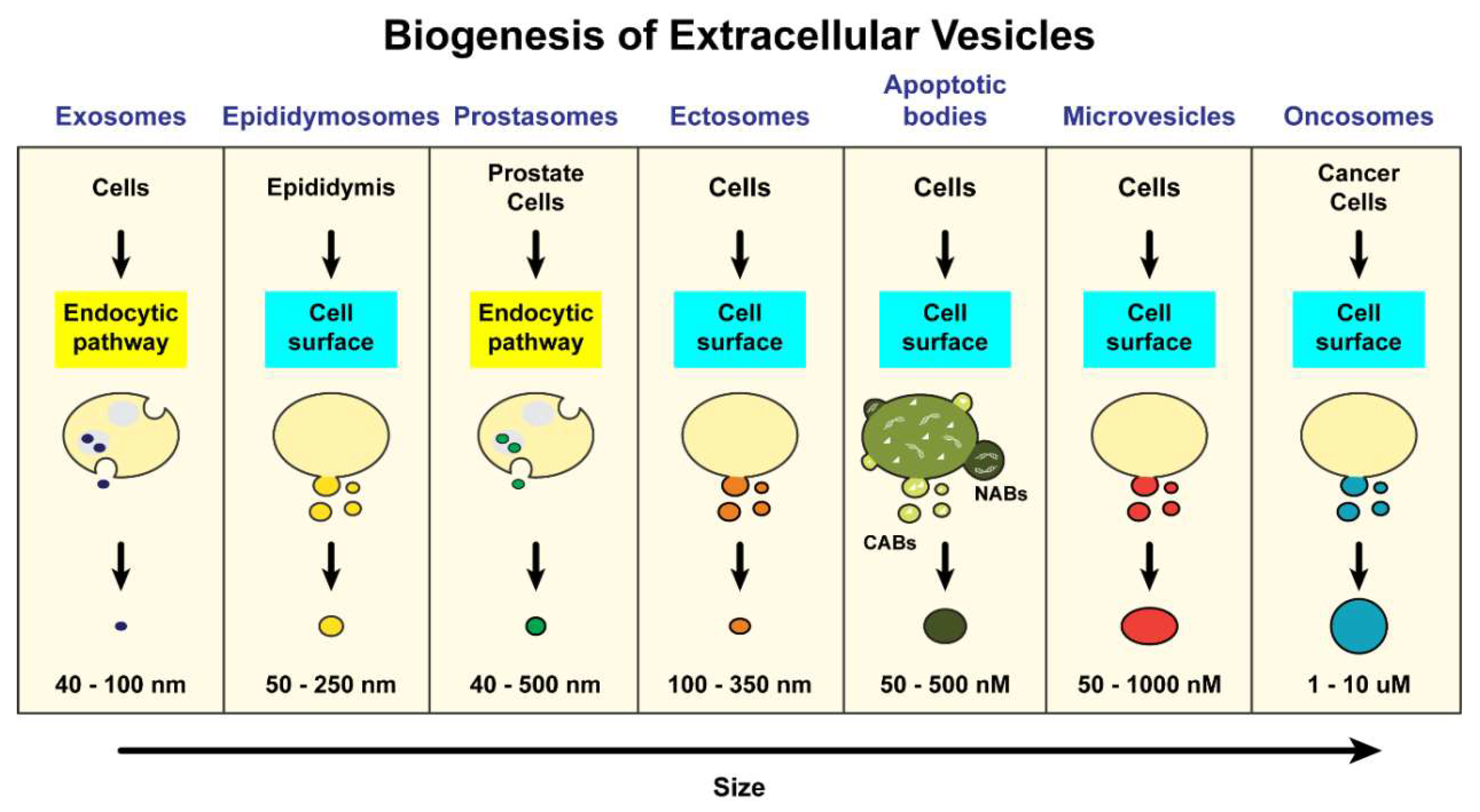 Ijms 20 02547 g001 Ijms 20 02547 g001