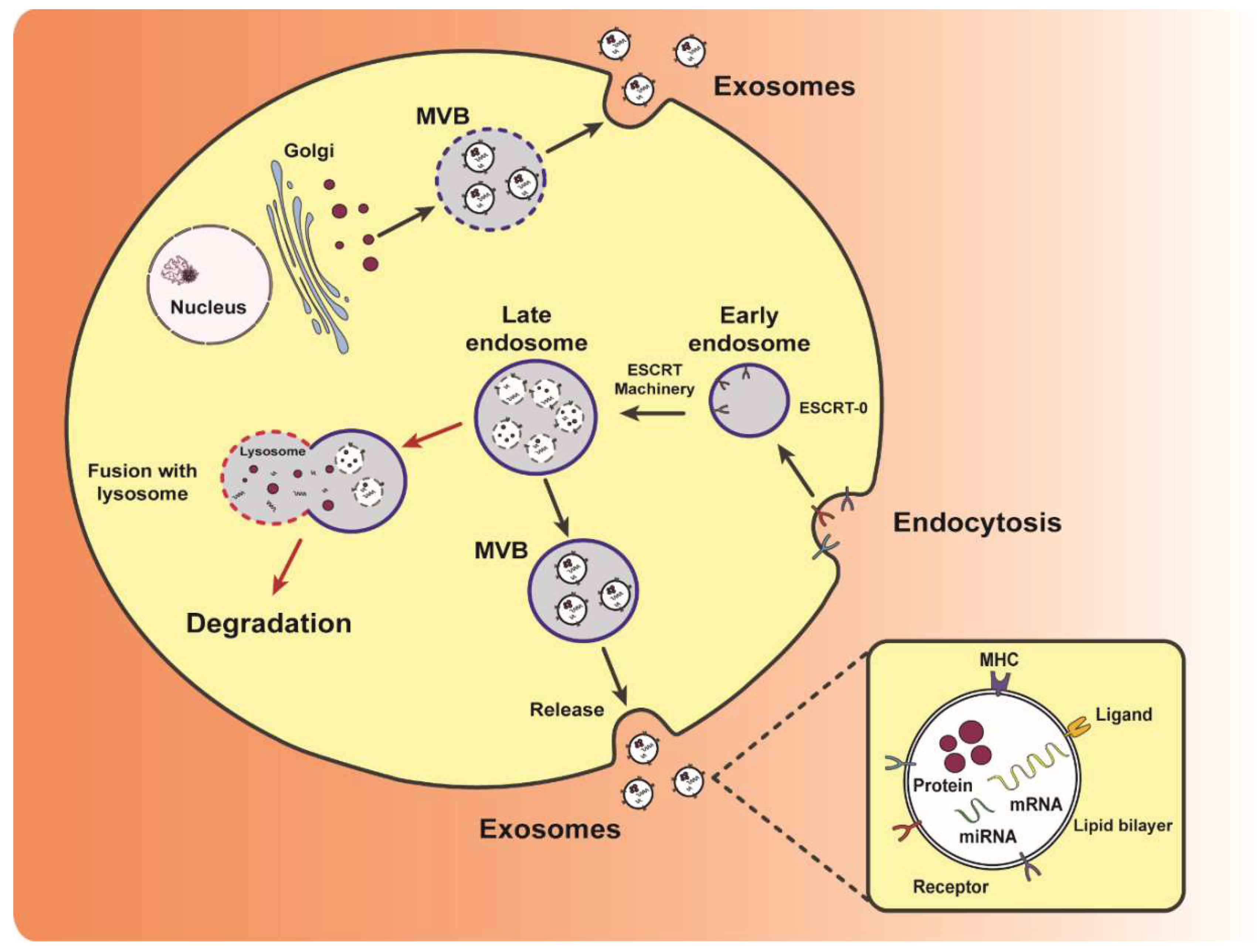Ijms 20 02547 g003 Ijms 20 02547 g003
