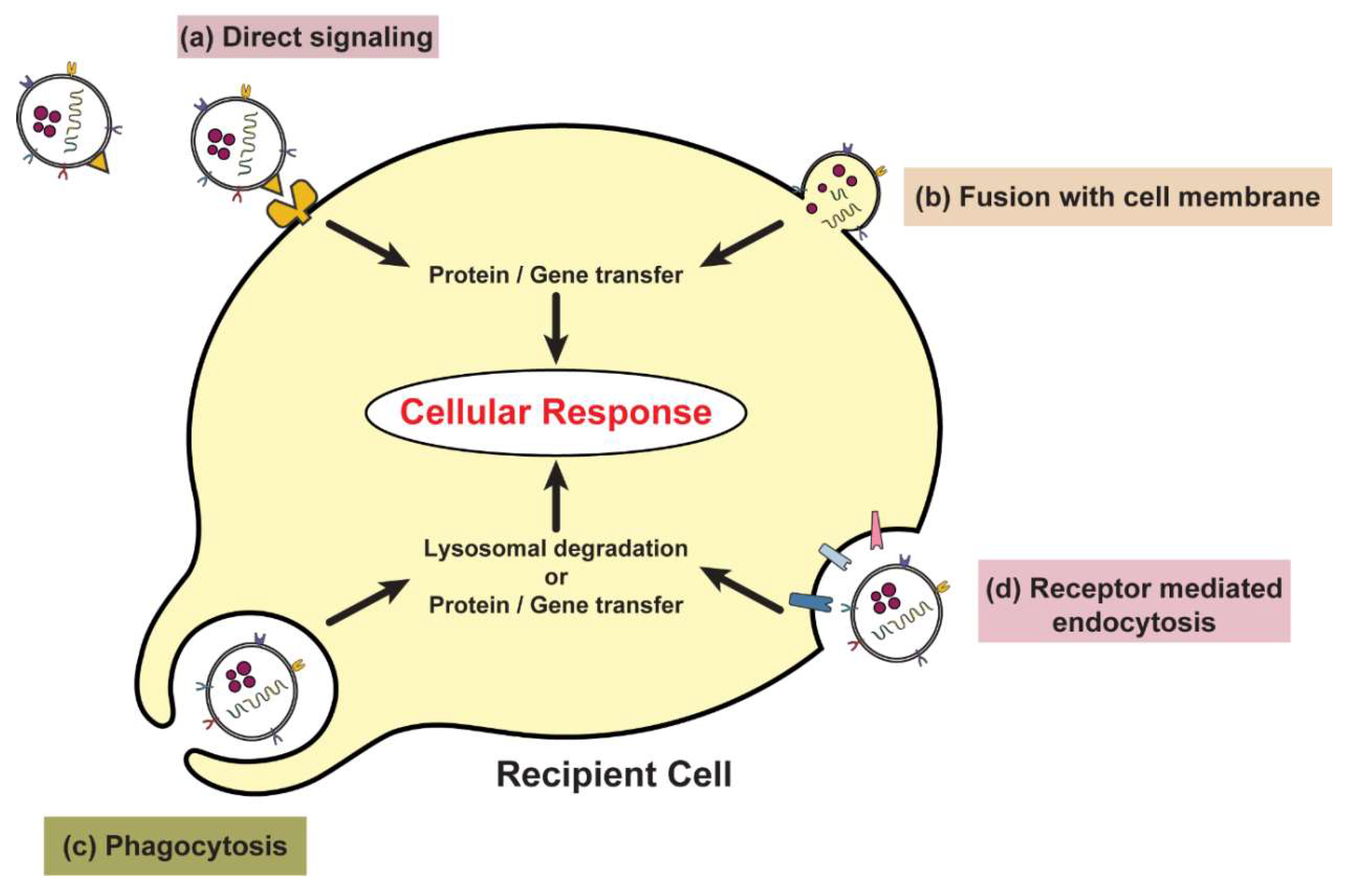 Ijms 20 02547 g004 Ijms 20 02547 g004