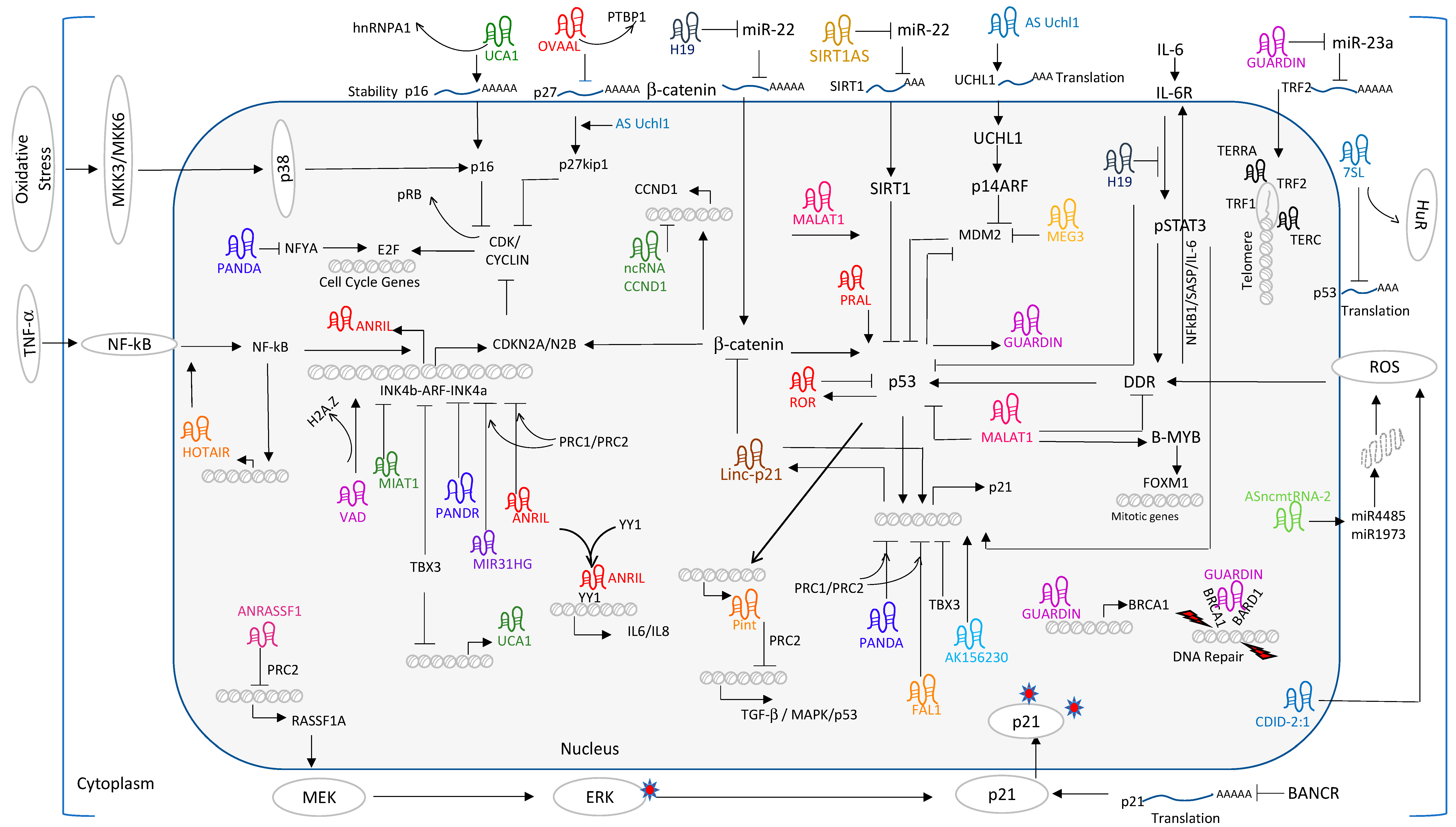 Ijms 20 02615 g001 Ijms 20 02615 g001