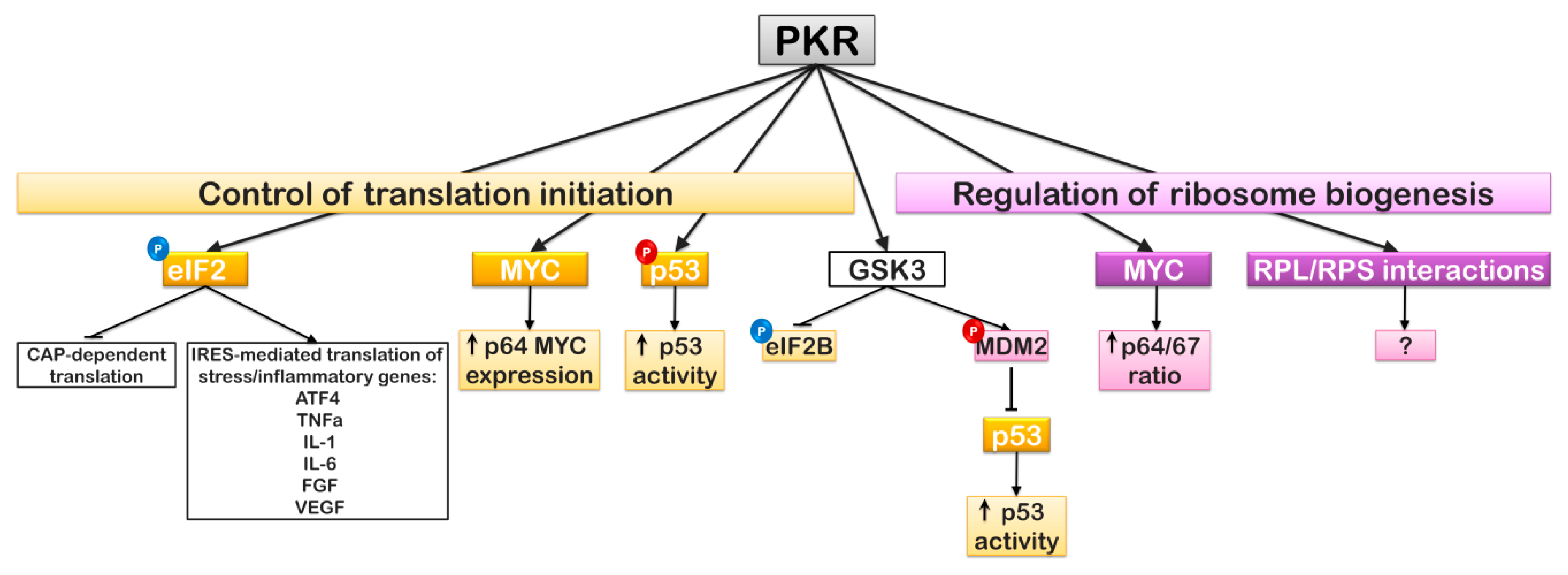 Ijms 20 02718 g004