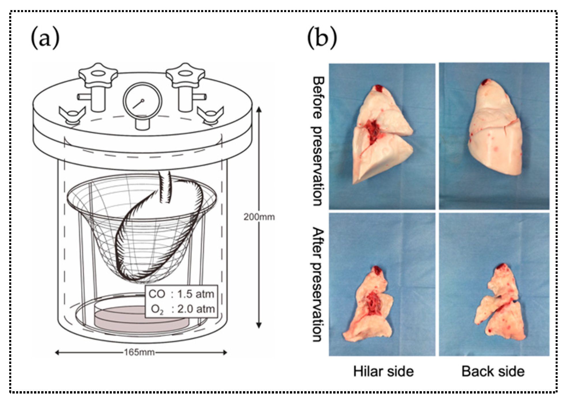 Ijms 20 02719 g004 Ijms 20 02719 g004