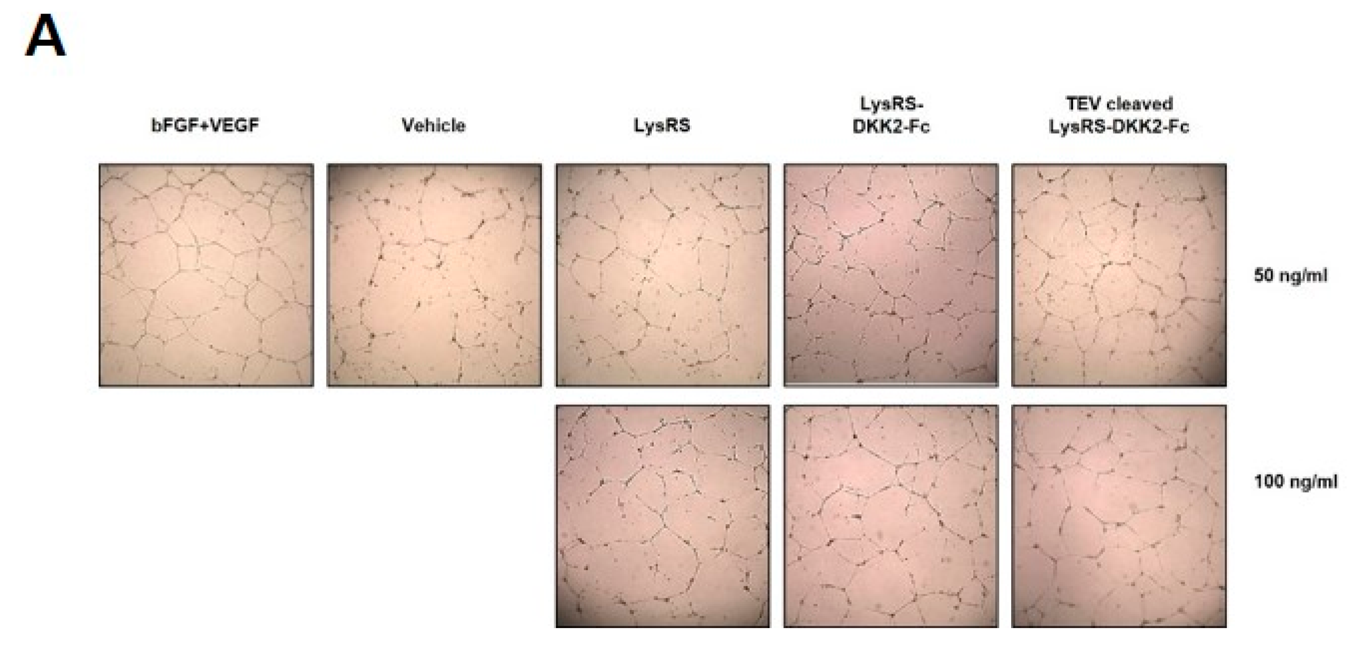 Ijms 20 02847 g005a
