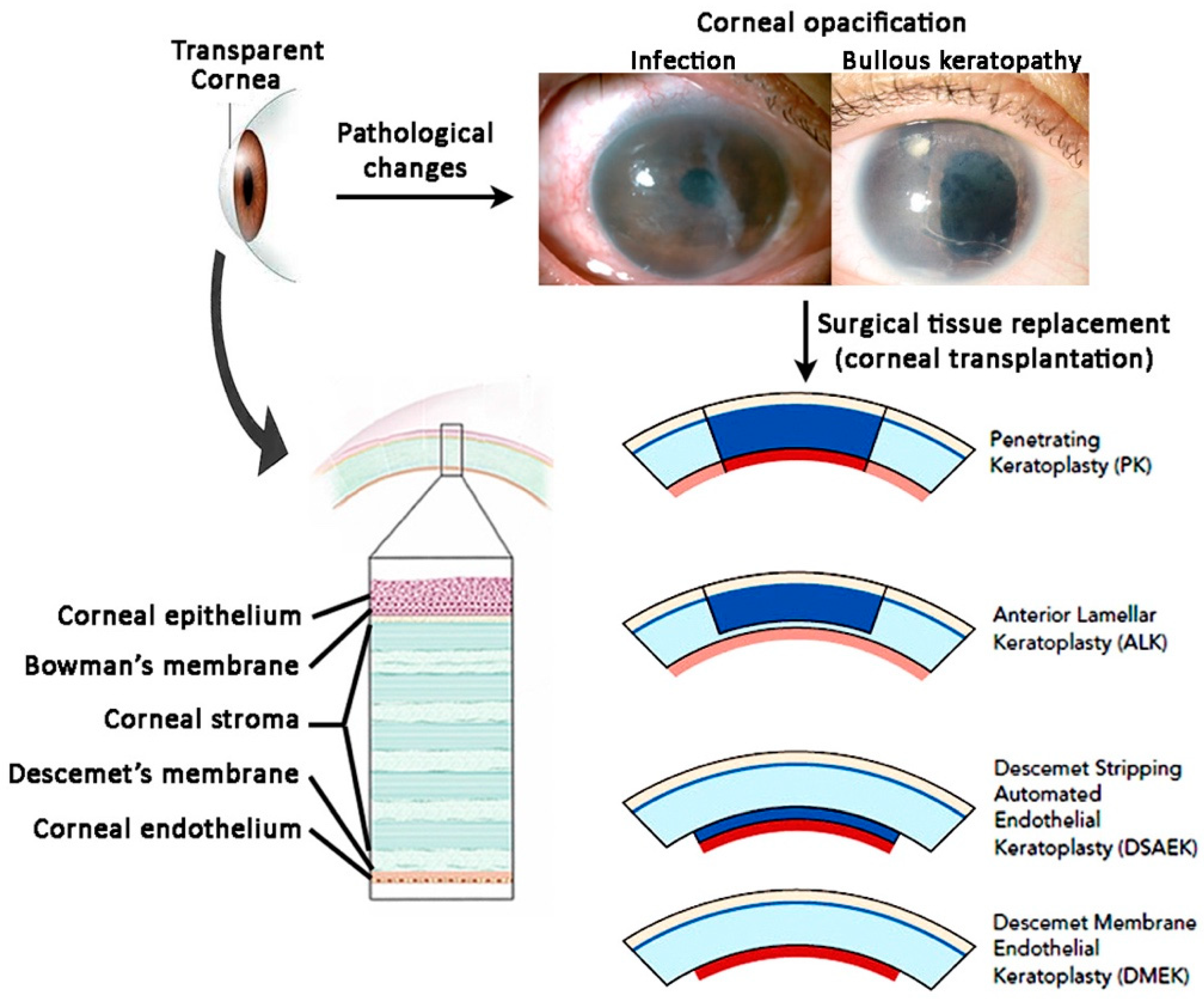 Ijms 20 02853 g001 Ijms 20 02853 g001