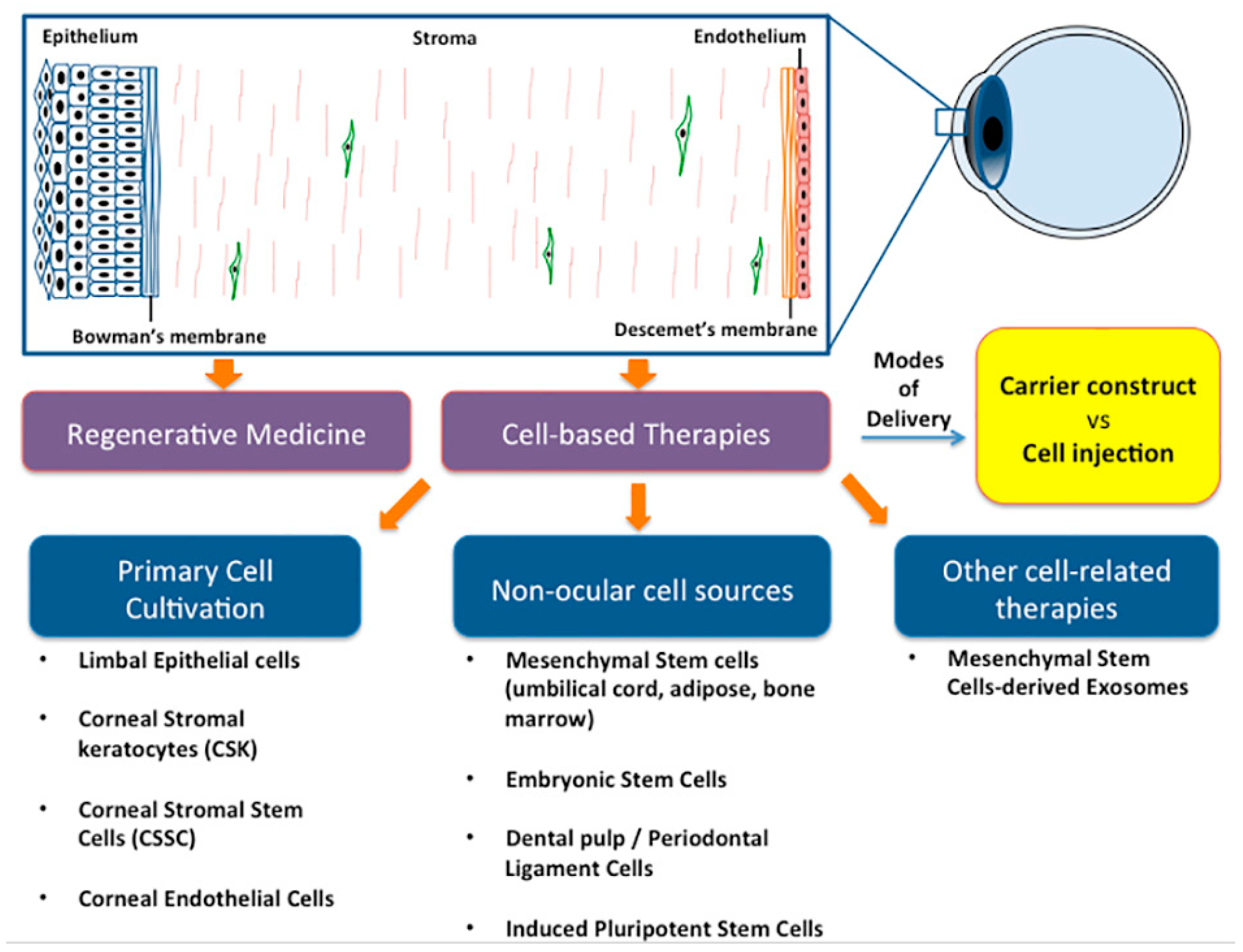 Ijms 20 02853 g003 Ijms 20 02853 g003