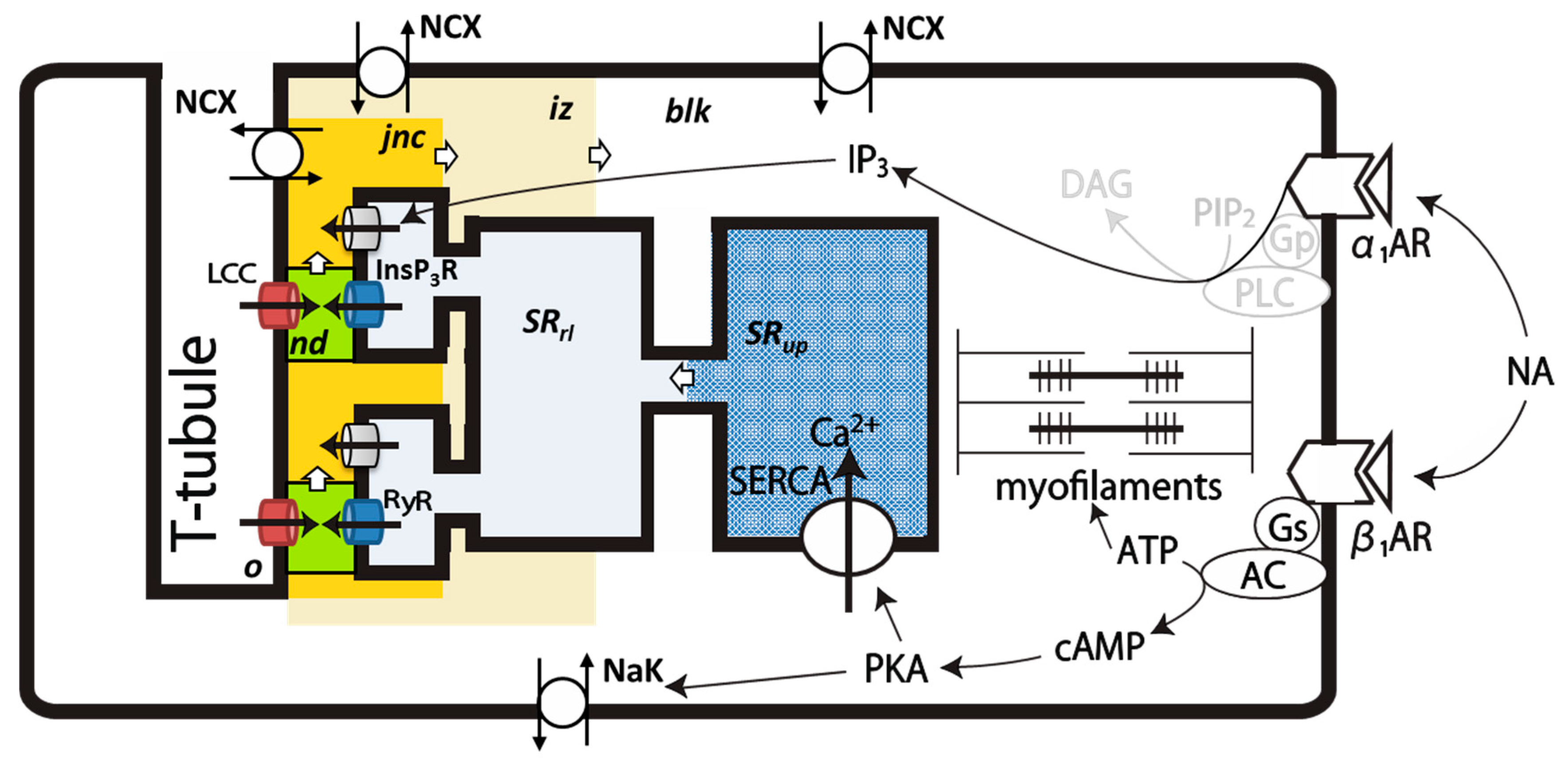 Ijms 20 02913 g007 Ijms 20 02913 g007