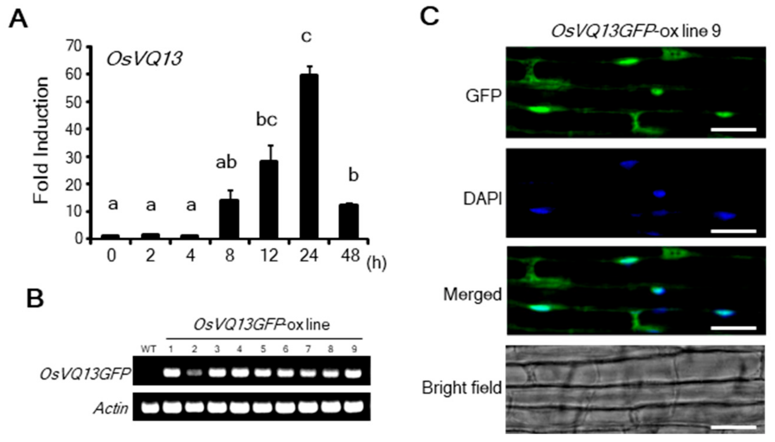 Ijms 20 02917 g001 Ijms 20 02917 g001