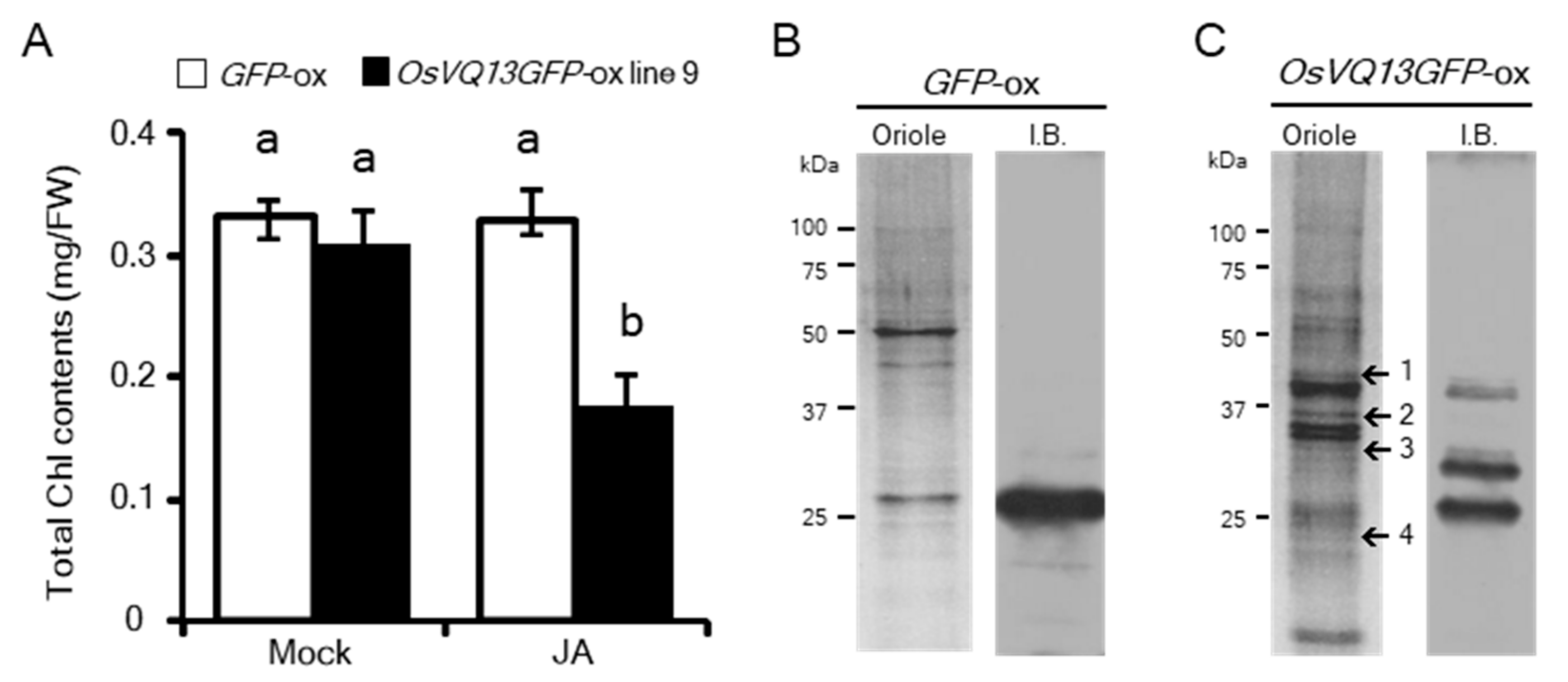 Ijms 20 02917 g003 Ijms 20 02917 g003