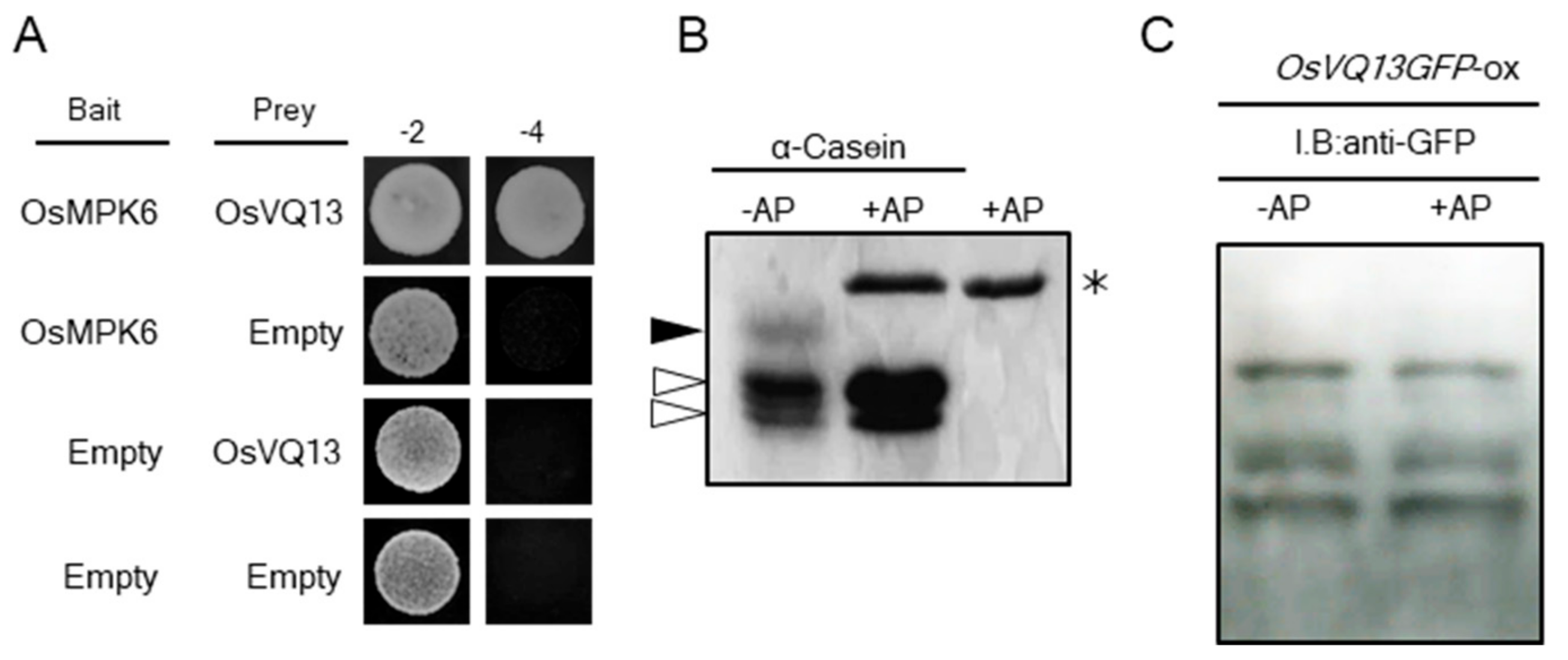 Ijms 20 02917 g004 Ijms 20 02917 g004