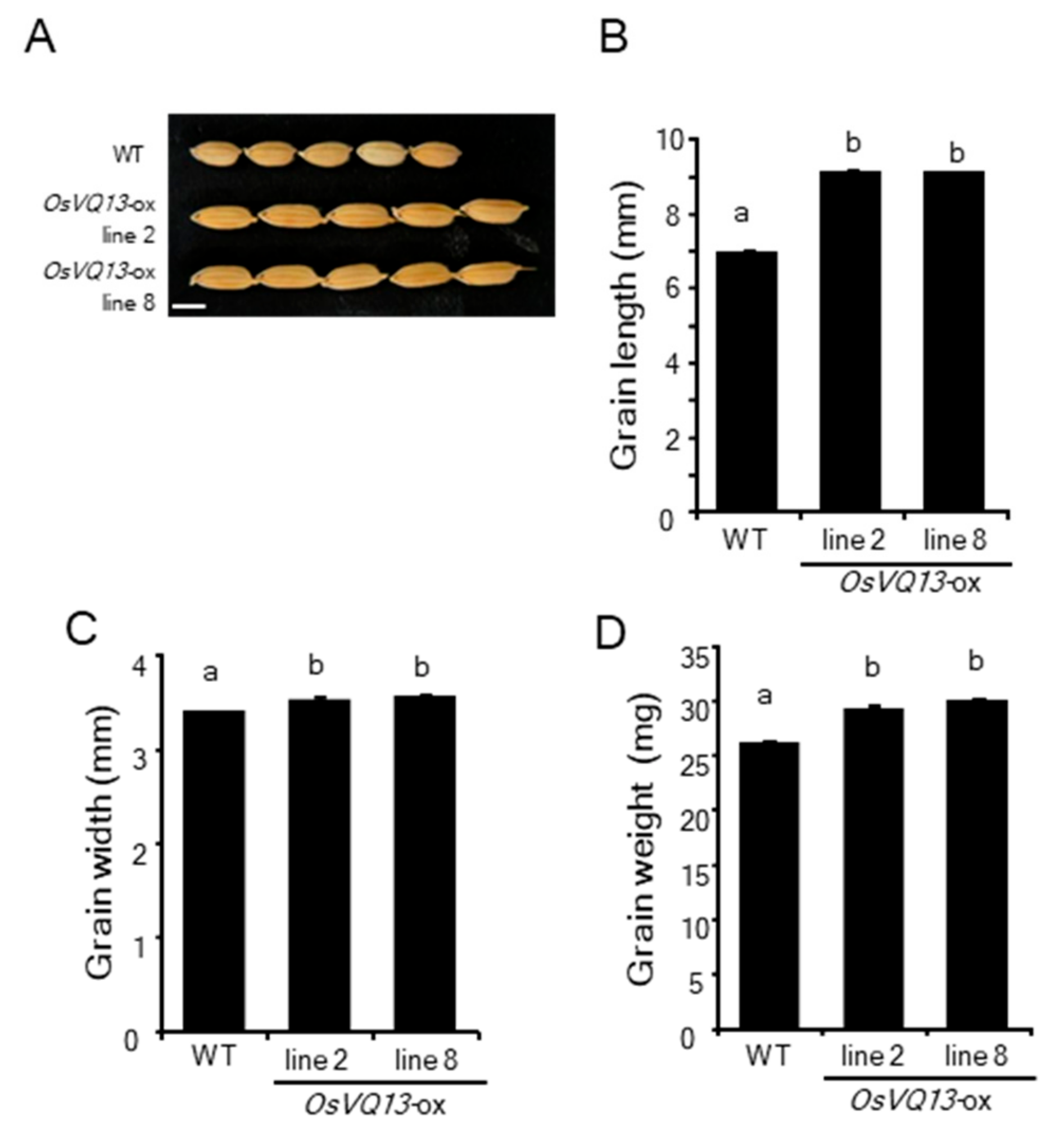 Ijms 20 02917 g006 Ijms 20 02917 g006