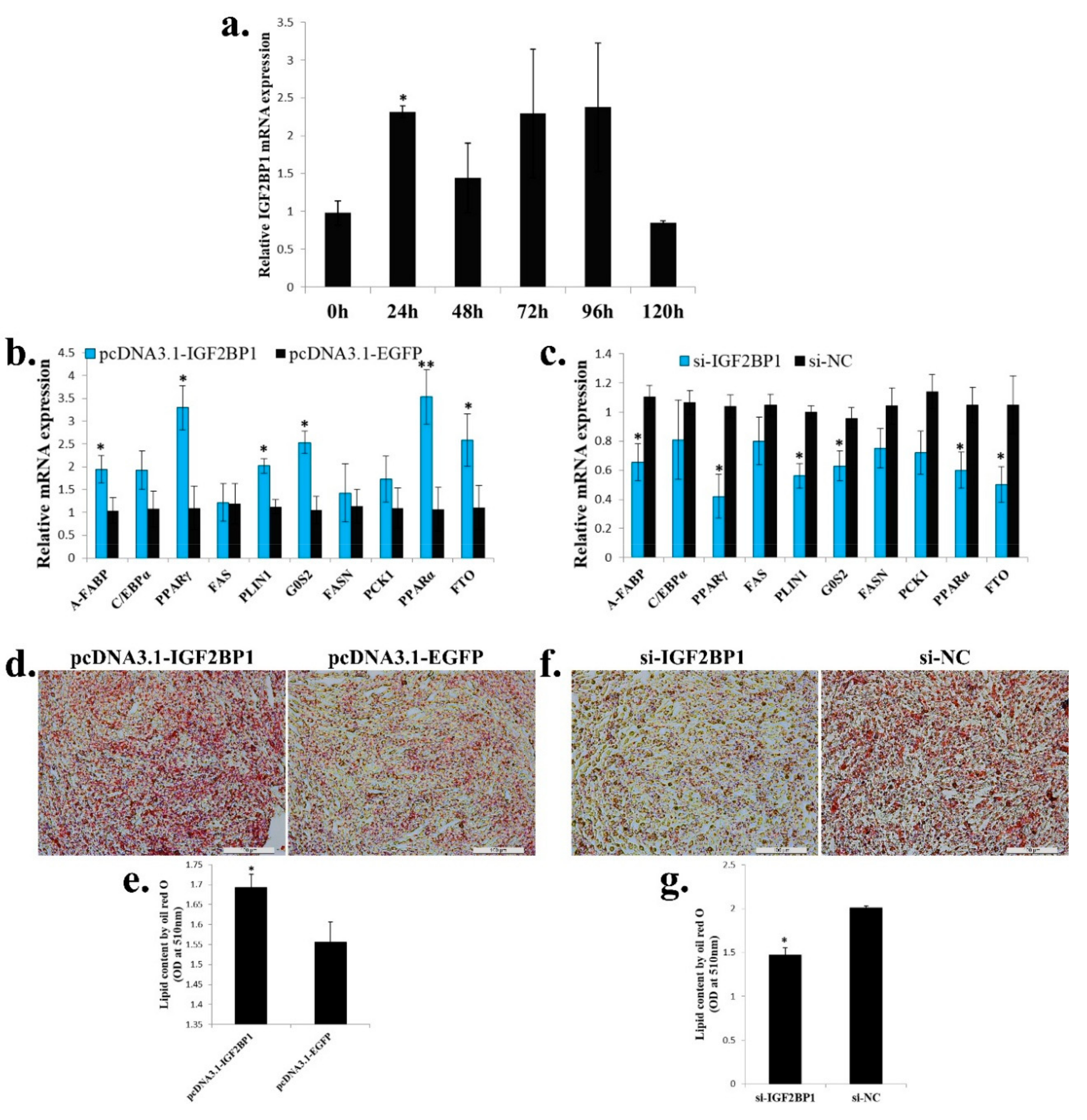 Ijms 20 02923 g006 Ijms 20 02923 g006