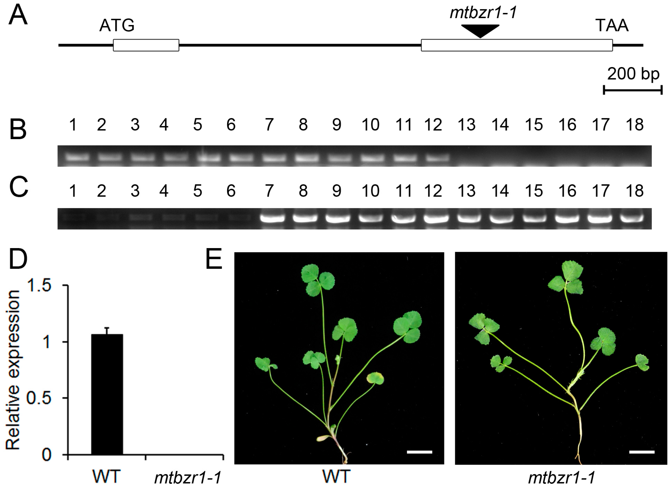 Ijms 20 02941 g002 Ijms 20 02941 g002