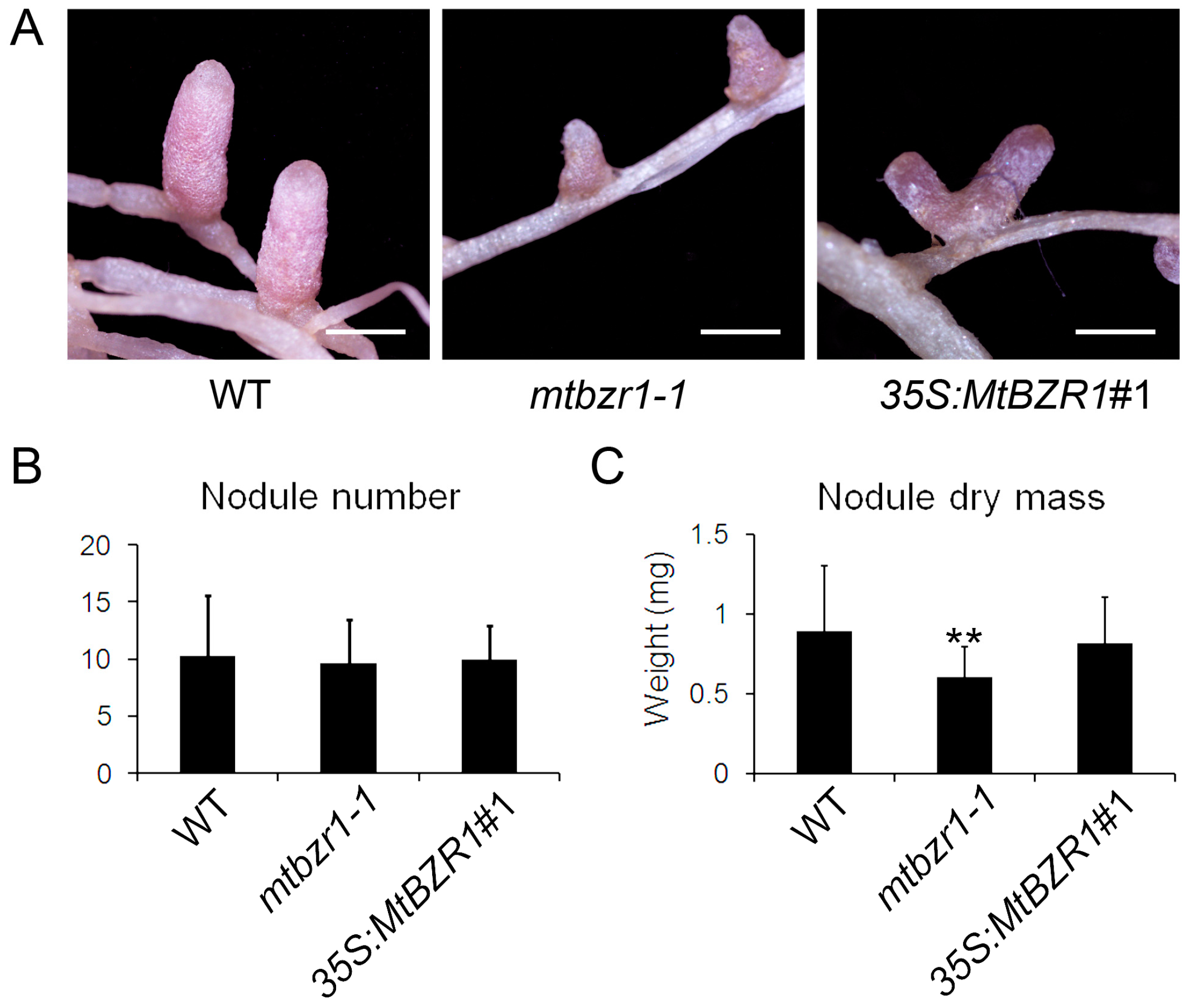 Ijms 20 02941 g004 Ijms 20 02941 g004