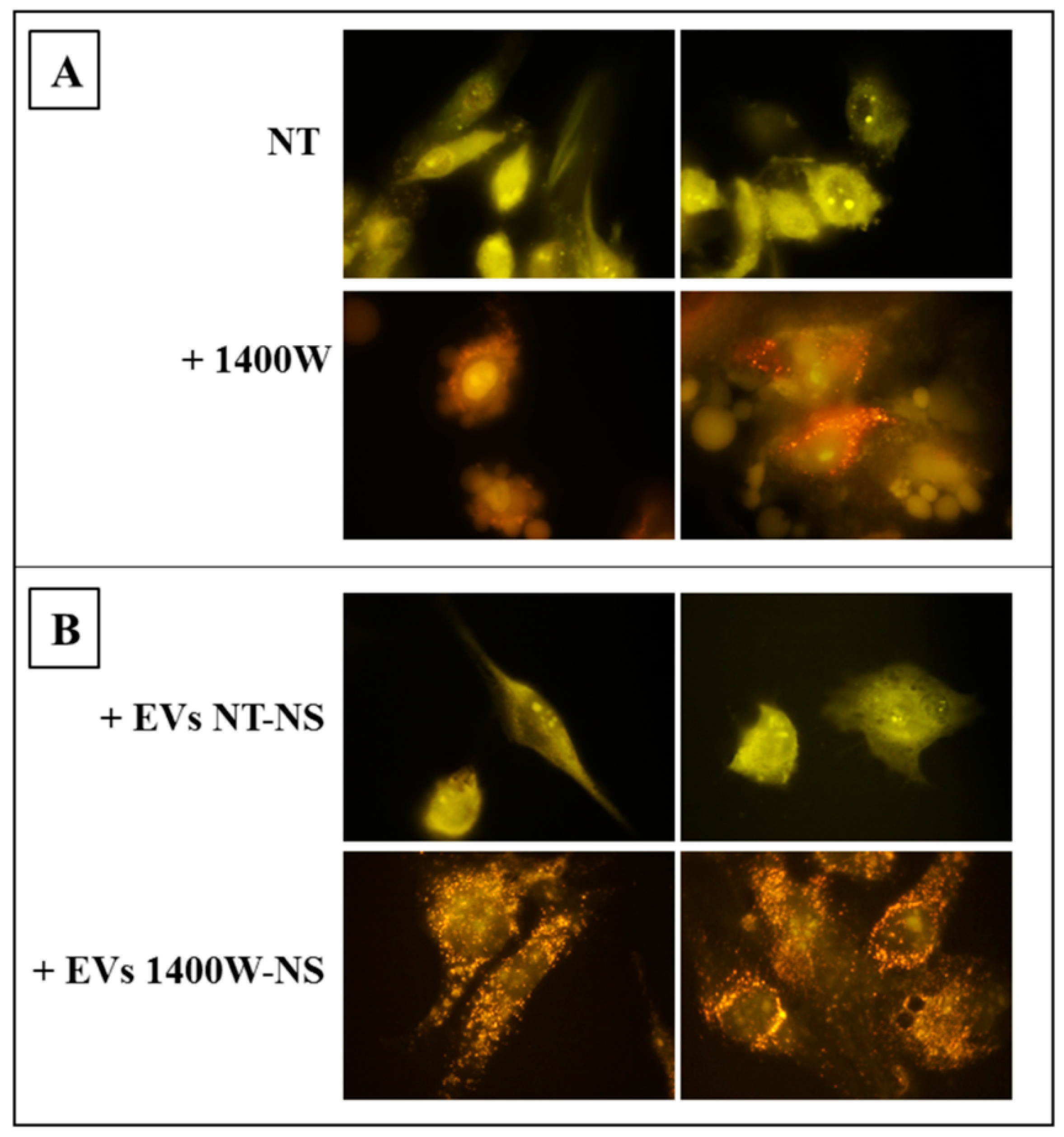 Ijms 20 03010 g008 Ijms 20 03010 g008