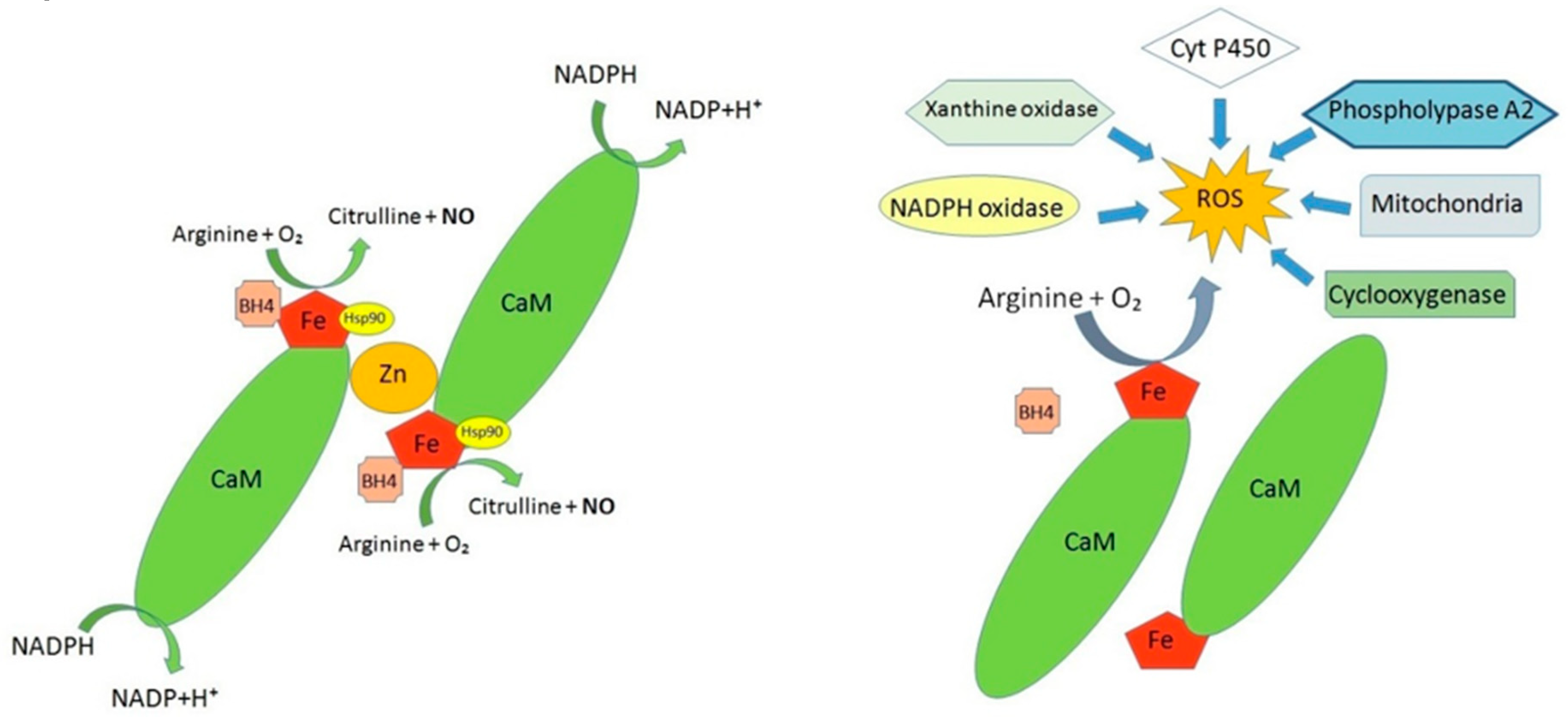 Ijms 20 03022 g002 Ijms 20 03022 g002