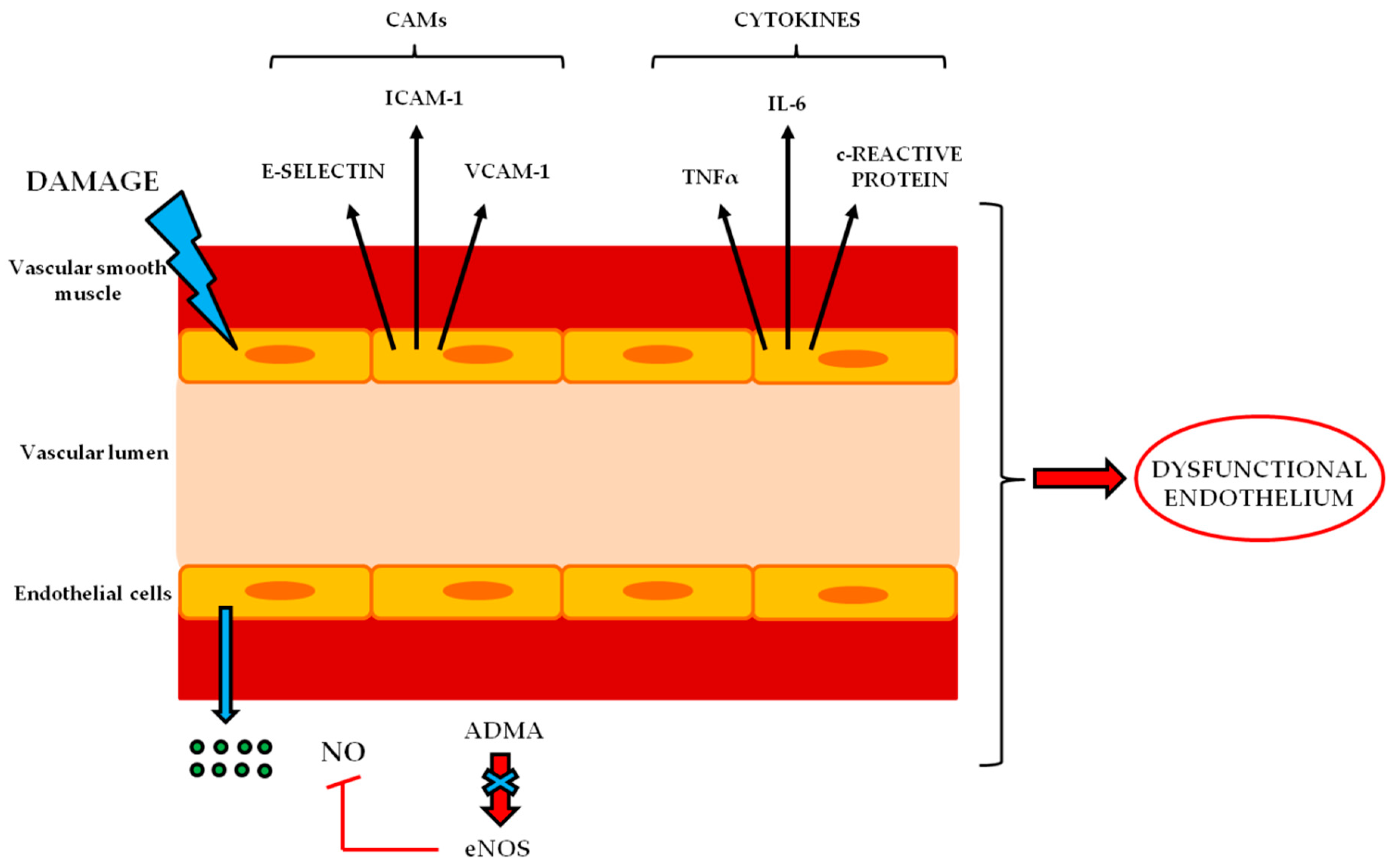 Ijms 20 03022 g004 Ijms 20 03022 g004