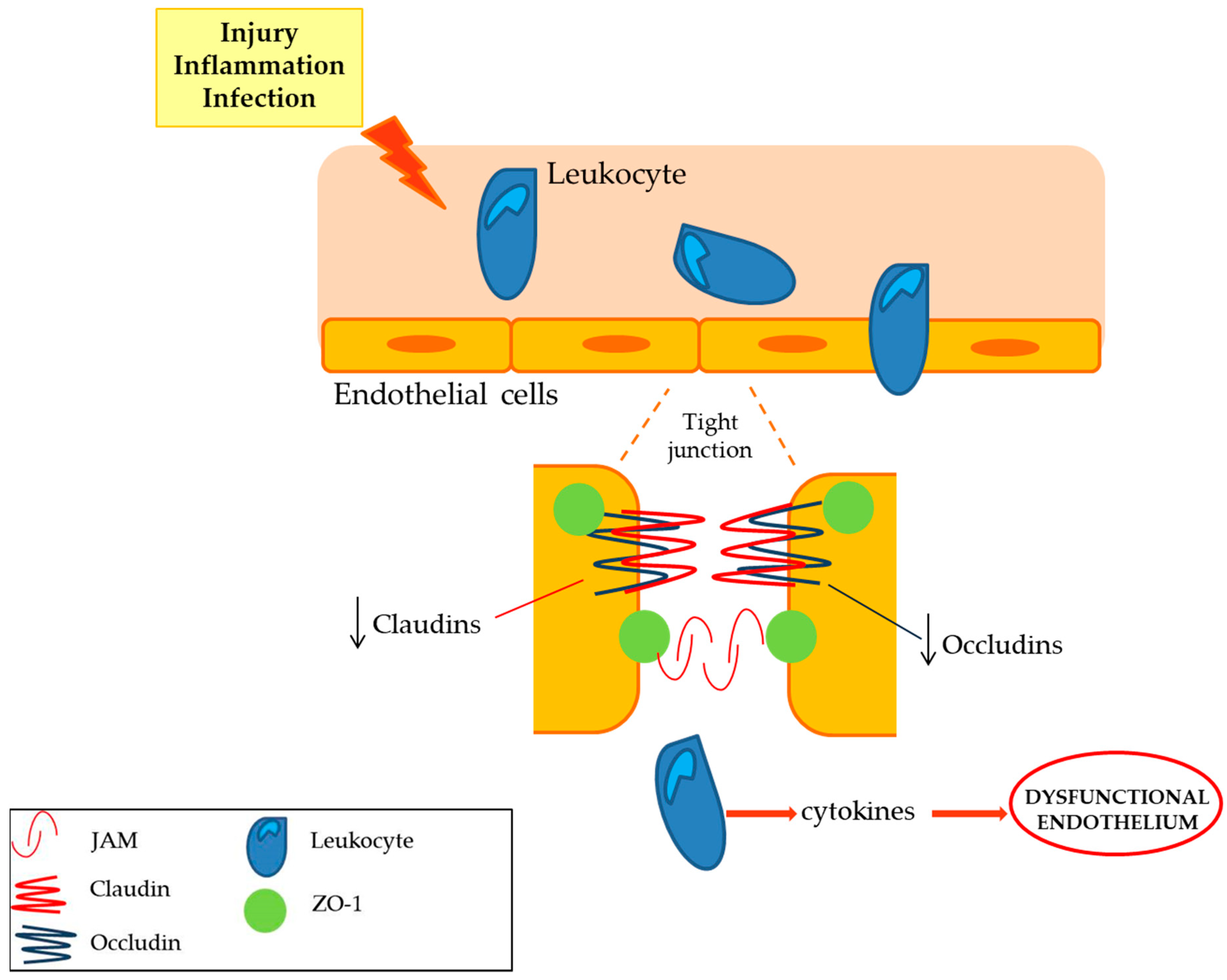 Ijms 20 03022 g005 Ijms 20 03022 g005