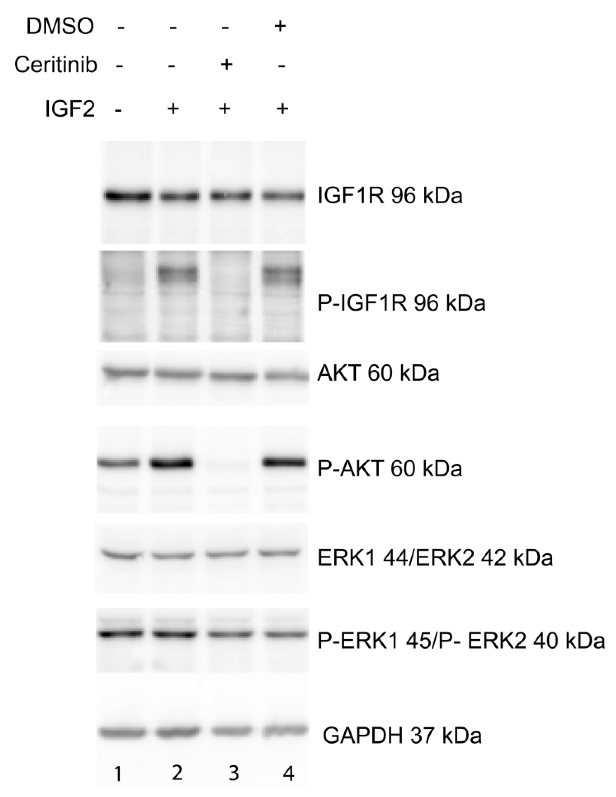 Ijms 20 03027 g005 Ijms 20 03027 g005