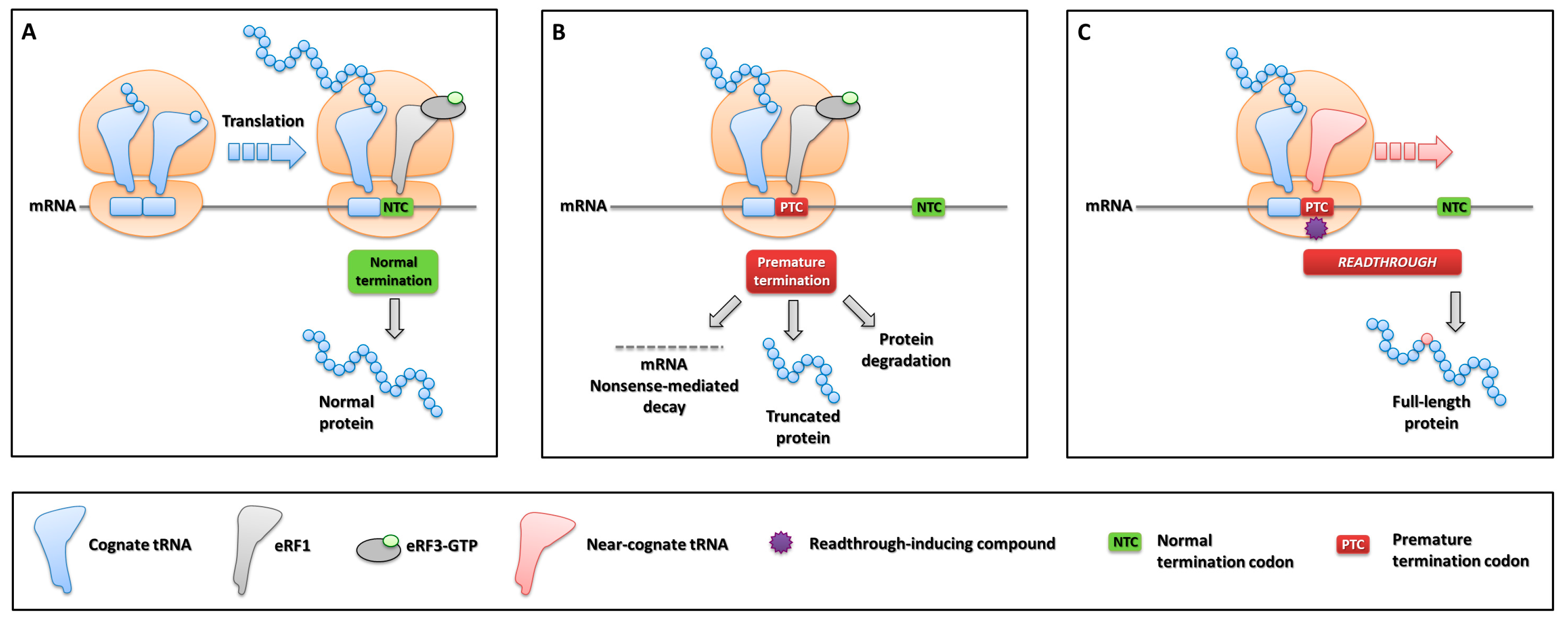 Ijms 20 03036 g008 Ijms 20 03036 g008