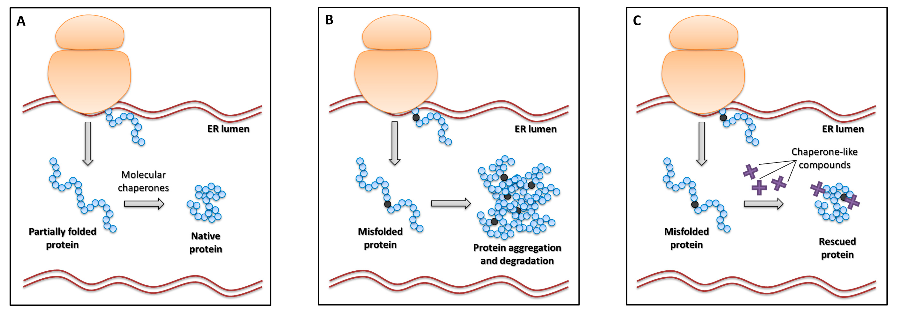 Ijms 20 03036 g010 Ijms 20 03036 g010