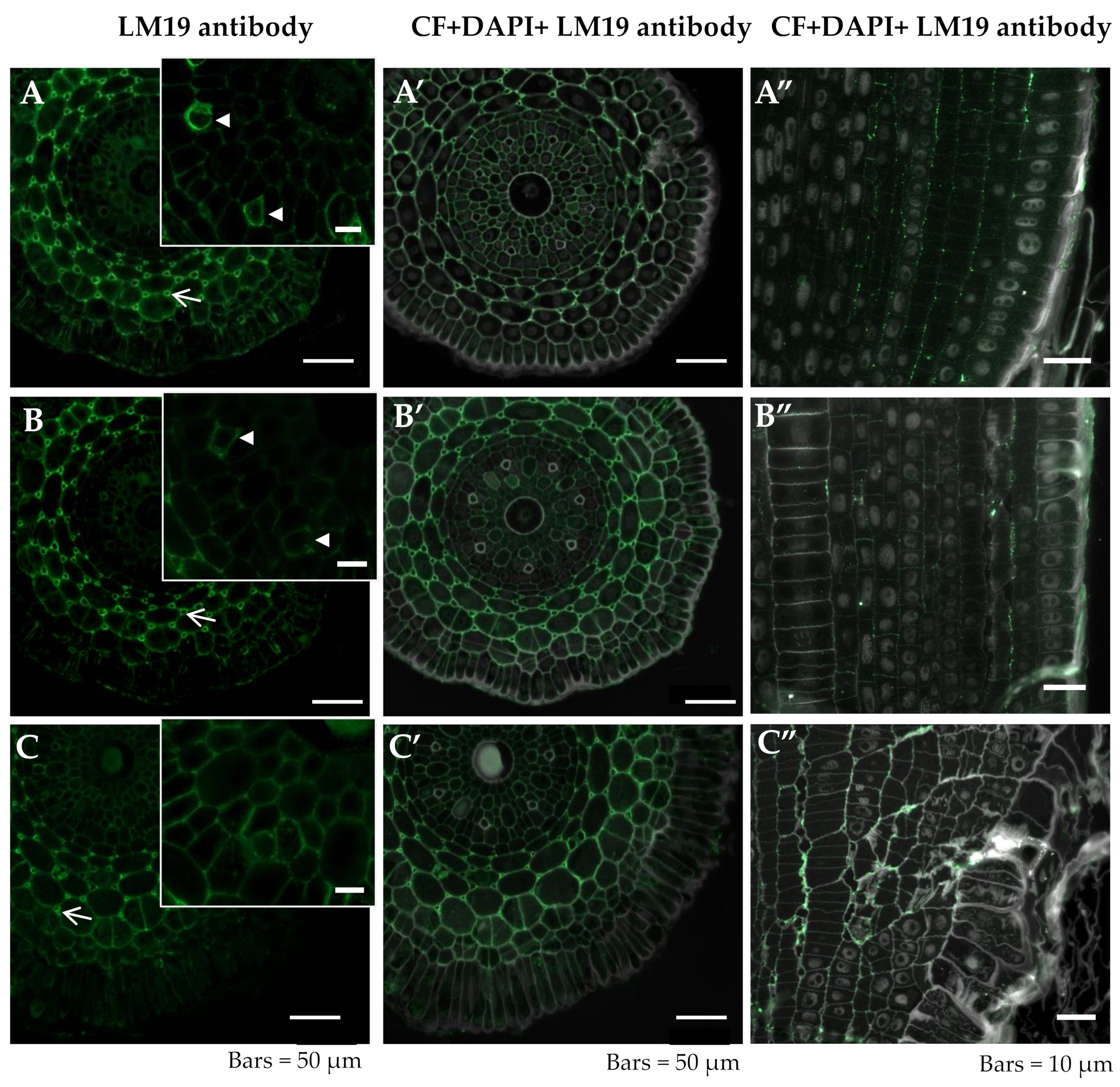 Ijms 20 03039 g004 Ijms 20 03039 g004