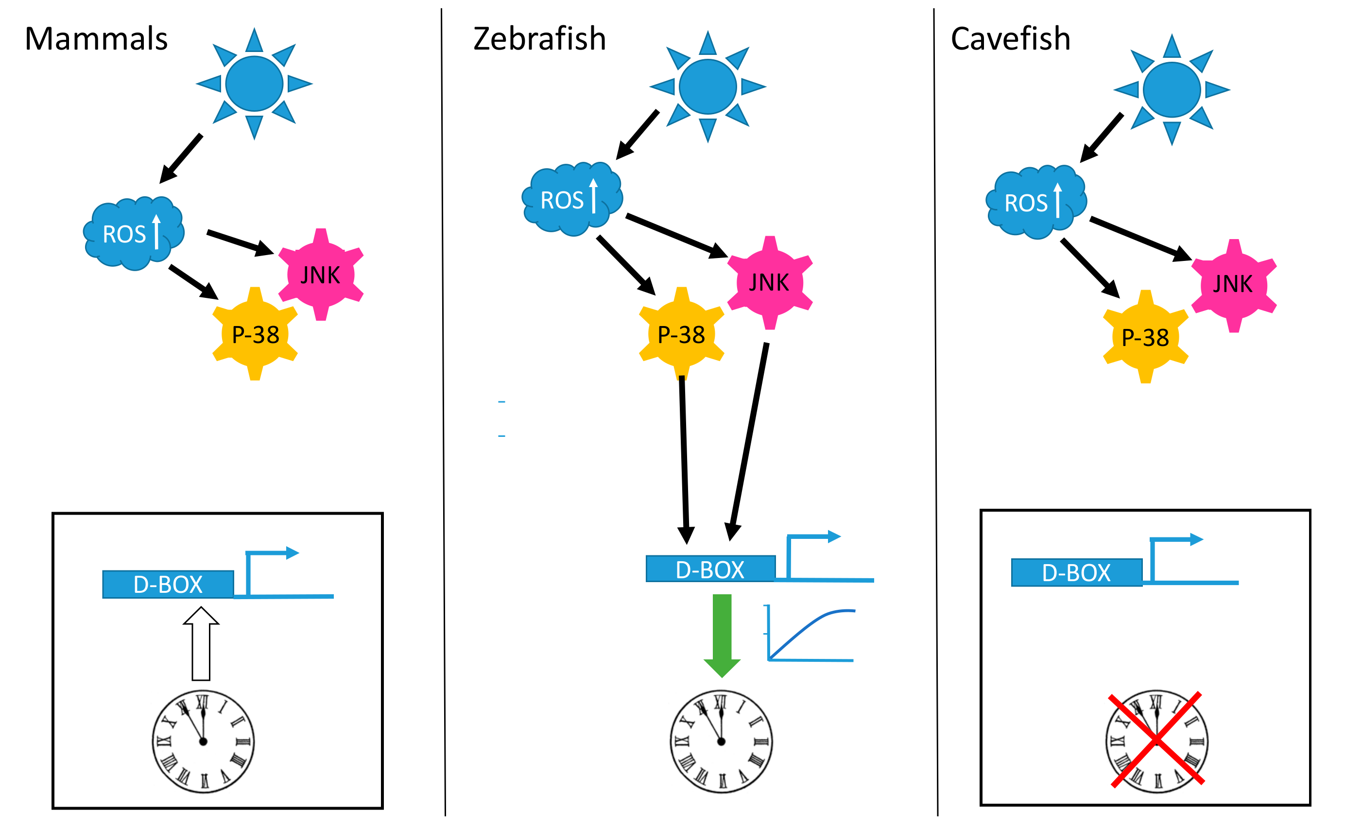 Ijms 20 03040 g001 Ijms 20 03040 g001