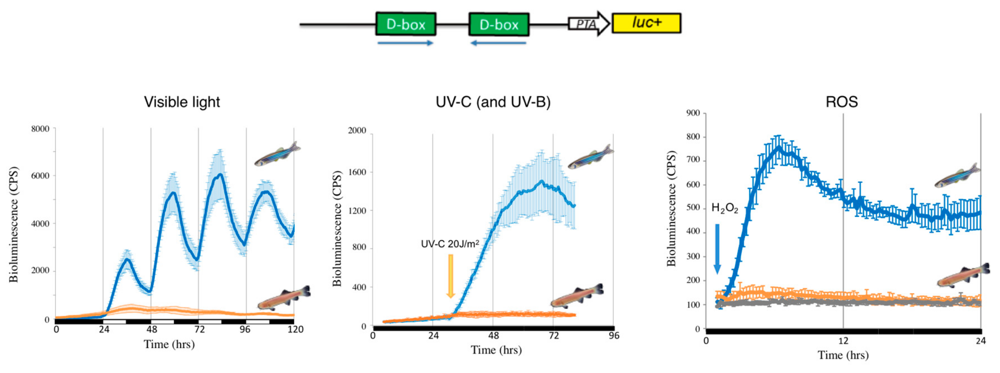 Ijms 20 03040 g002 Ijms 20 03040 g002