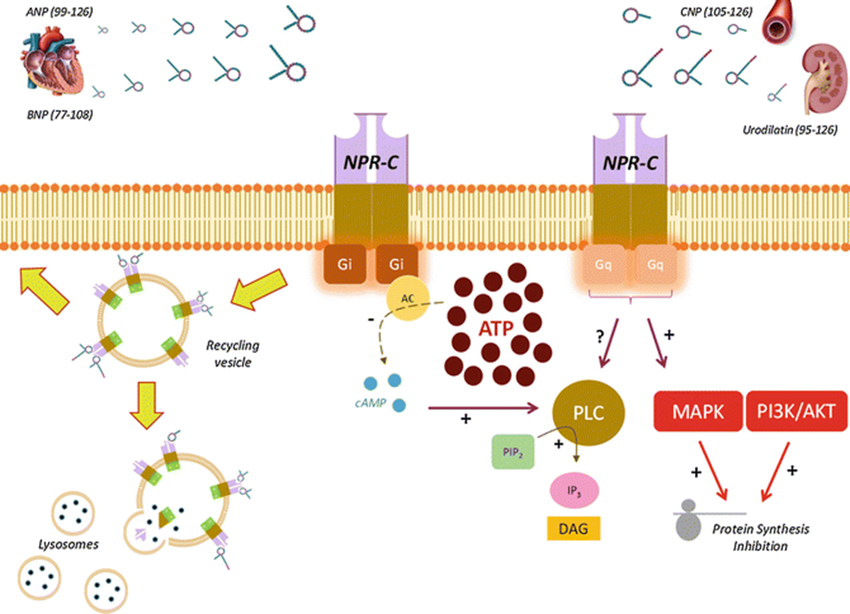 Ijms 20 03063 g001 Ijms 20 03063 g001