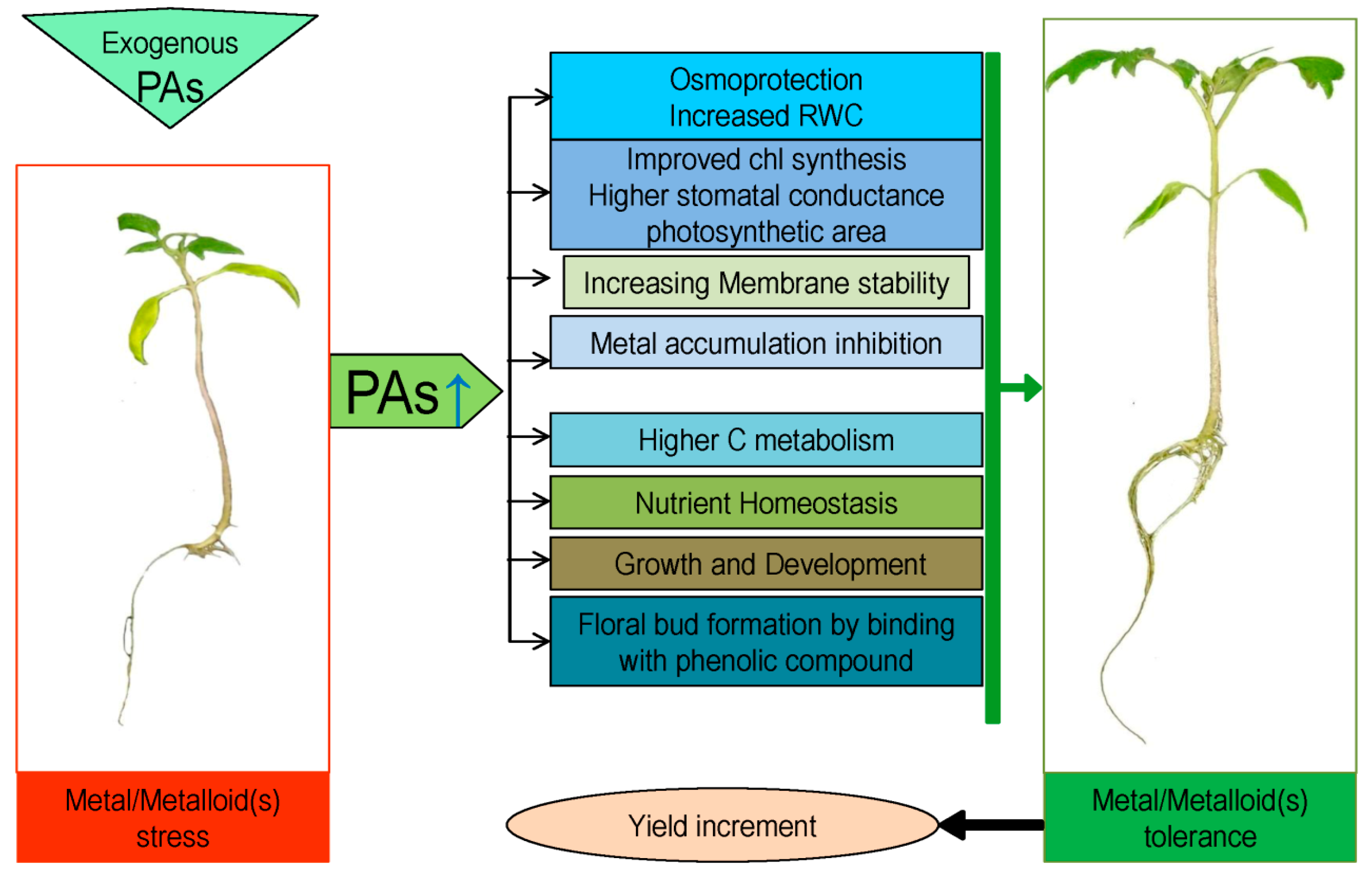 Ijms 20 03215 g002 Ijms 20 03215 g002